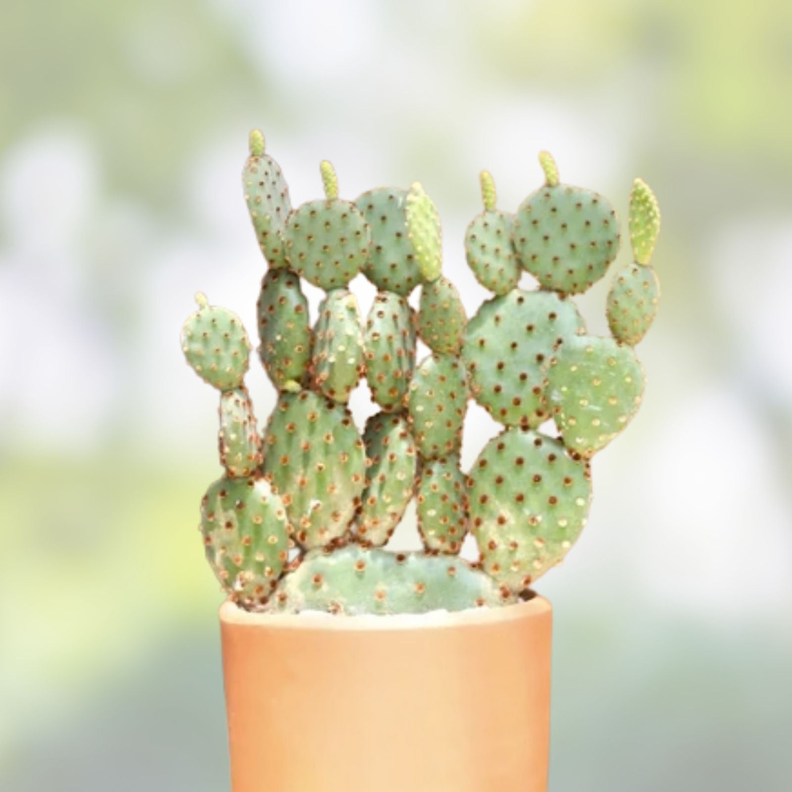 Cactus Cutting 14cm Succulent Plant Propagation Variety #14 Home Decor