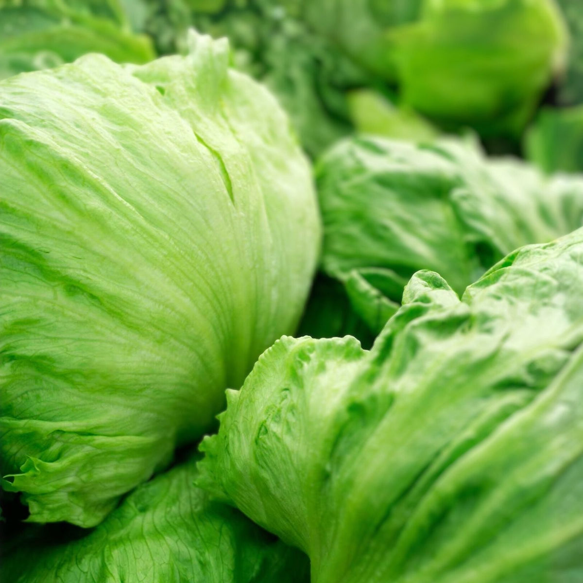 Iceberg Lettuce Seeds 500 Non-GMO Heirloom Large Head Variety Lactuca sativa Garden Planting