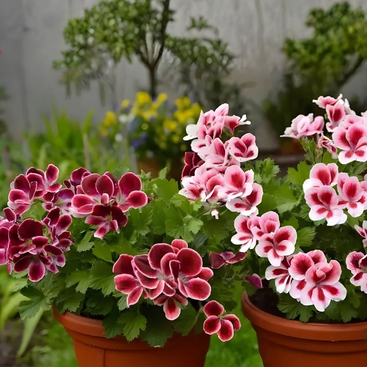Geranium Seeds 100+ Berry Quartz Fragrant Fresh Flower Non-GMO Pelargonium Garden Plant Seeds