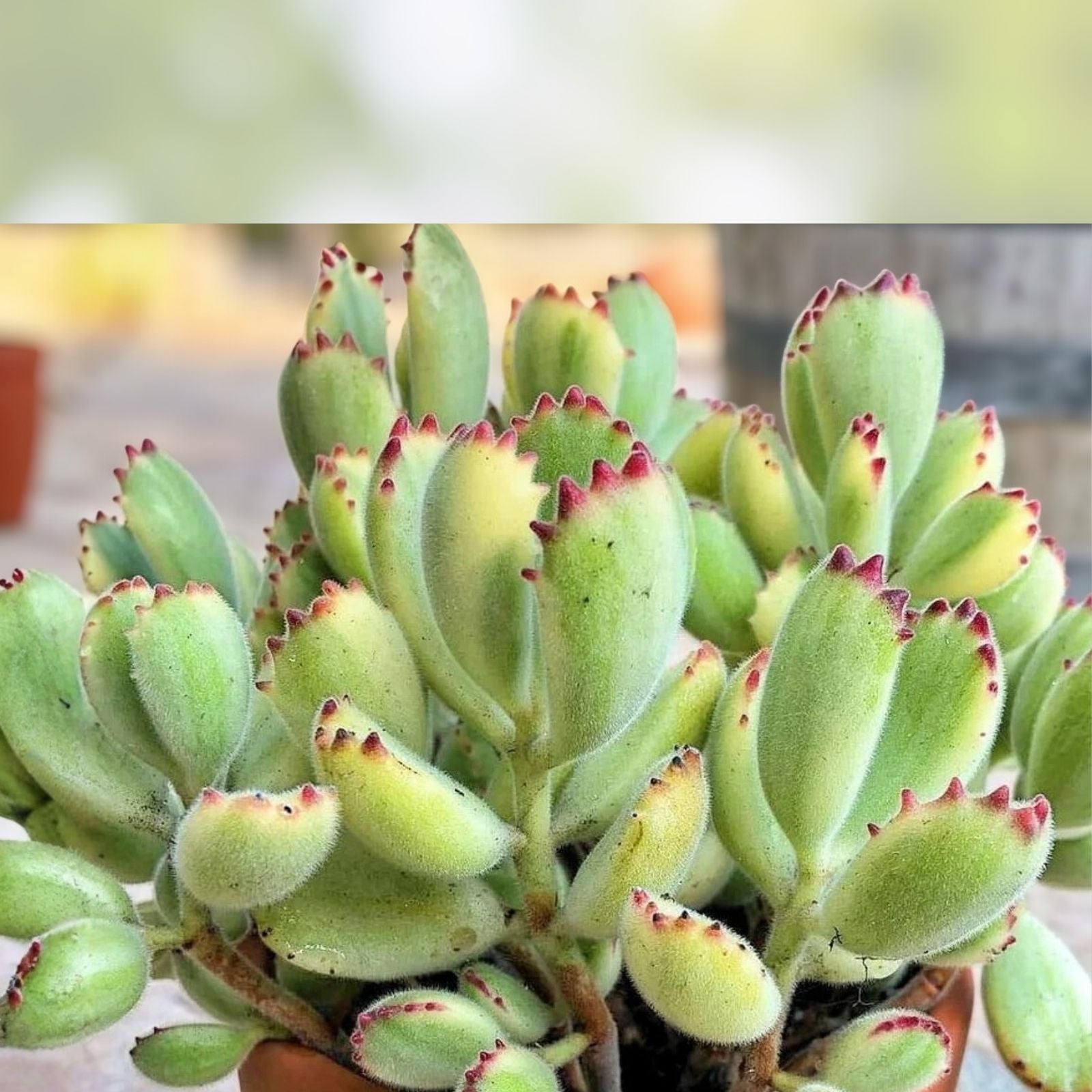 2" Variegated Bear's Paw Succulent Cutting - Cotyledon tomentosa Unrooted Plant - Unique Variegation, Easy Care, Rare Succulent