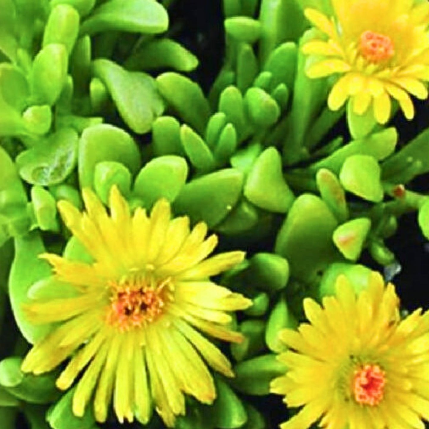 Ice Plant Cuttings 5 x 6" Yellow and White Ground Cover Succulents, Fresh Succulent Cuttings, Delosperma cooperi