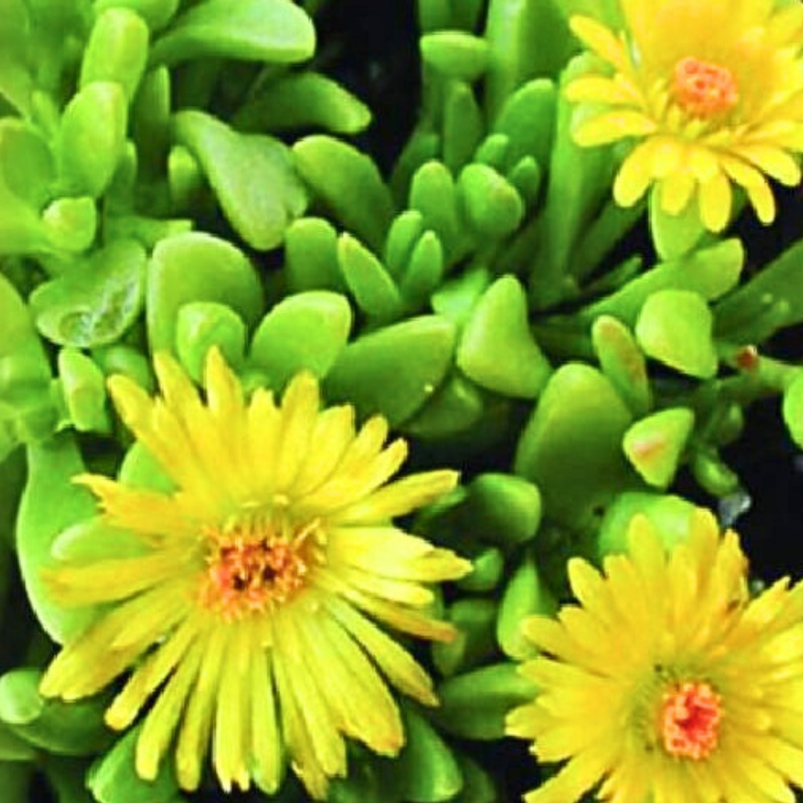 Ice Plant Cuttings 5 x 6" Yellow and White Ground Cover Succulents, Fresh Succulent Cuttings, Delosperma cooperi