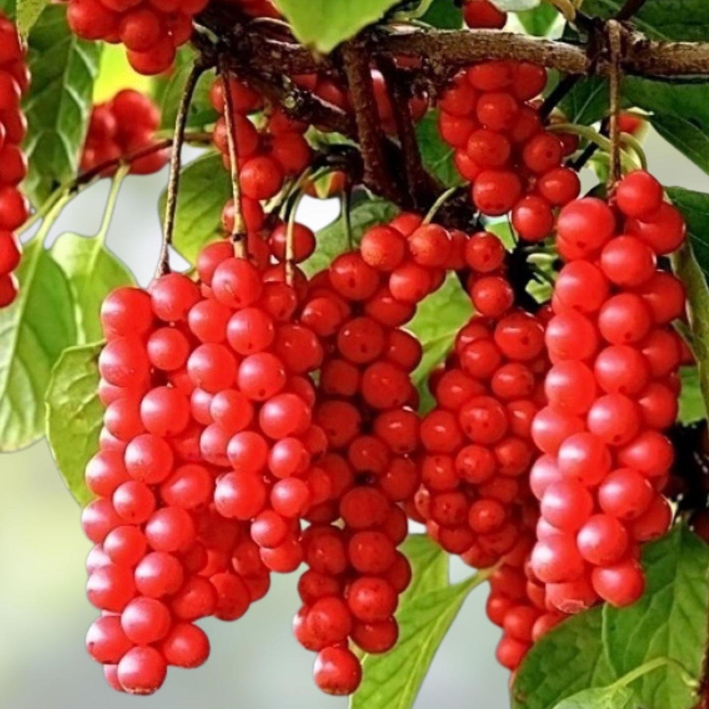 Self-Pollinating Schisandra Chinensis Cuttings - Limonnik Wu Wei Zi Magnolia Vine - 20 Plant Cuttings for Garden or Home