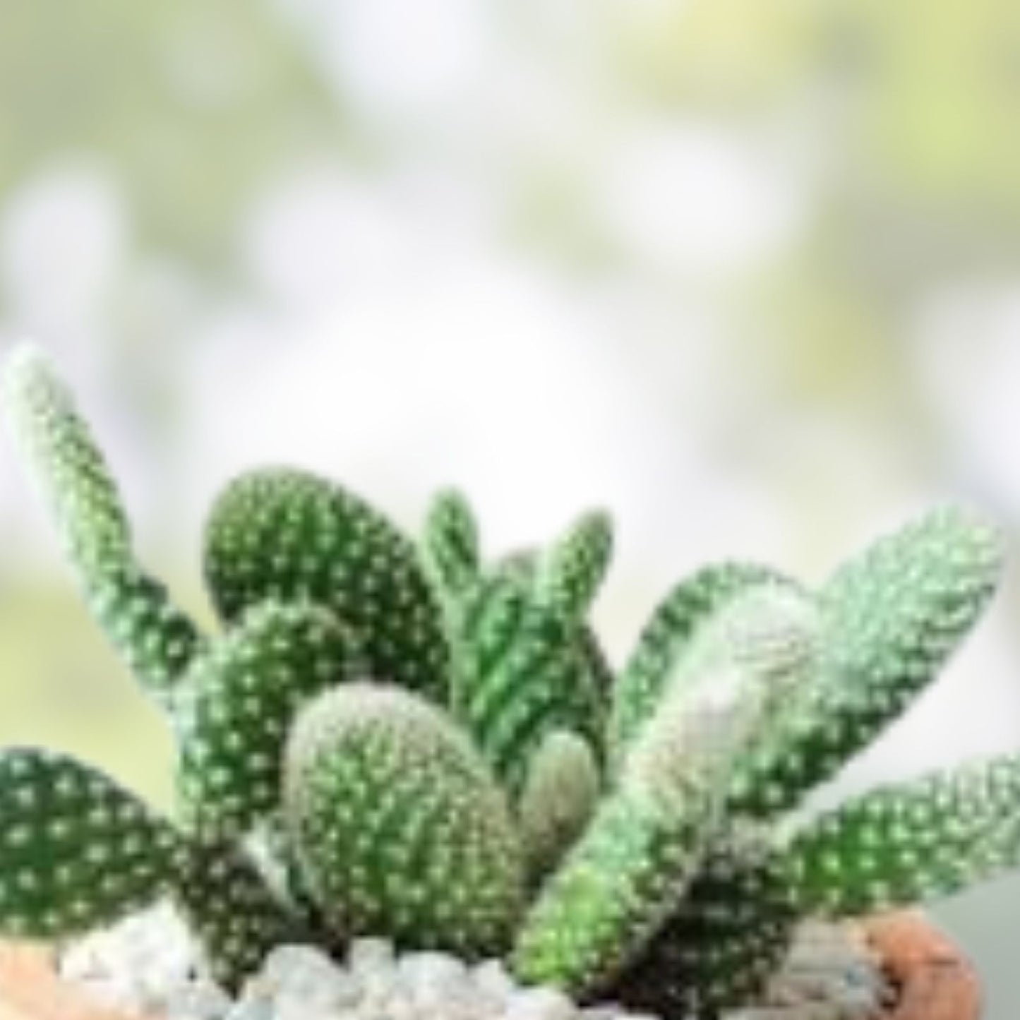 Cereus Thelegonus Cactus Cutting 7.5" – Unique Succulent Plant for Indoor Garden, Home Decor, Cactus Collection