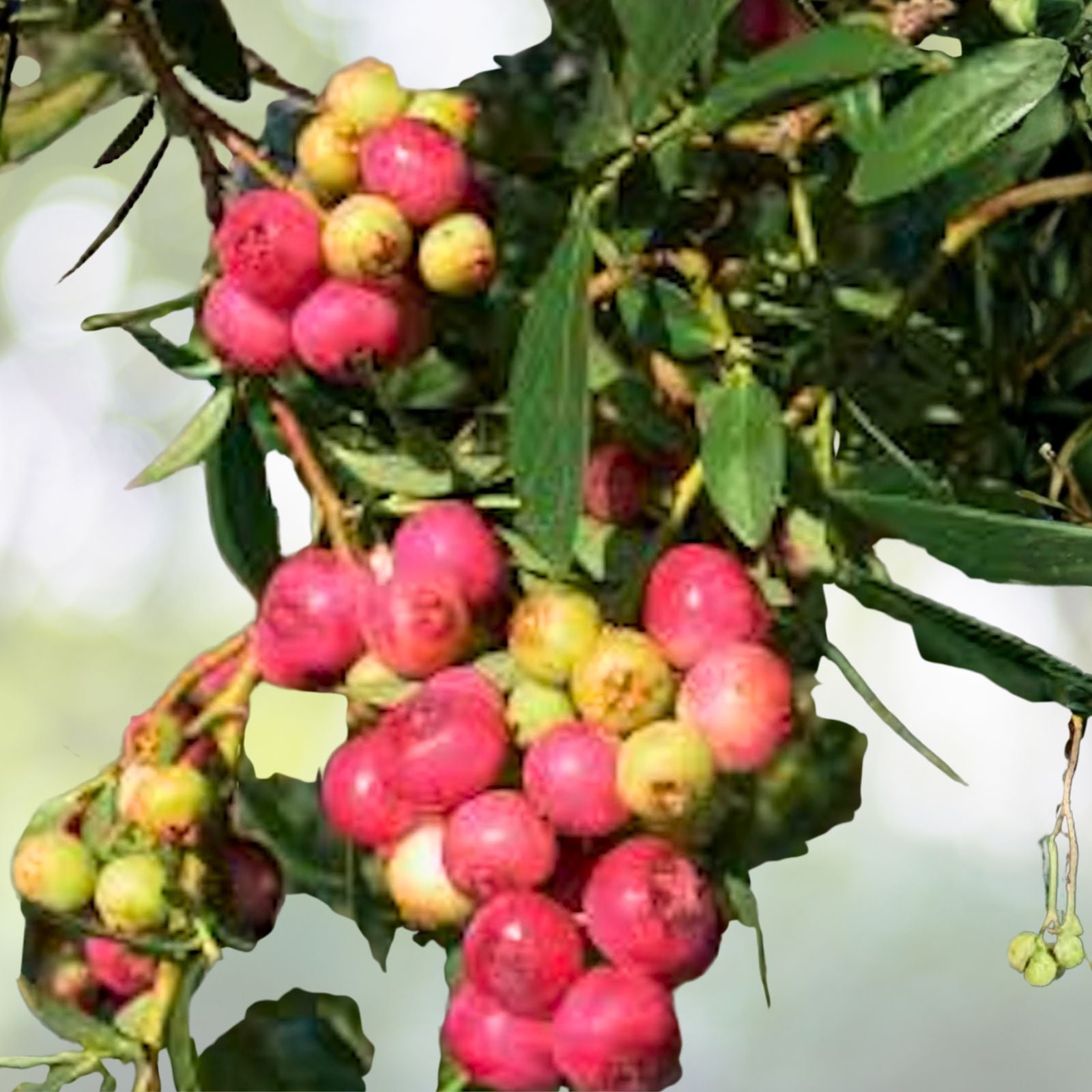 Blueberry Starter Plants - 5 Pack Pink Lemonade - Edible Fruit Vaccinium Rabbiteye - Compact Shrub for Mild Climates Zones 4-9