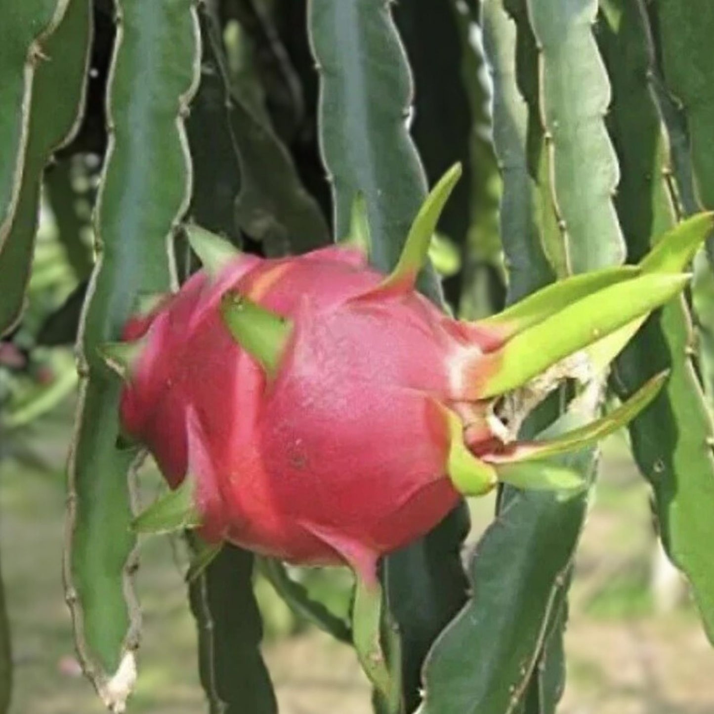 Unrooted 8" Dragon Fruit Cutting White Flesh Pitahaya Plant Vine Hylocereus Cactus Succulent