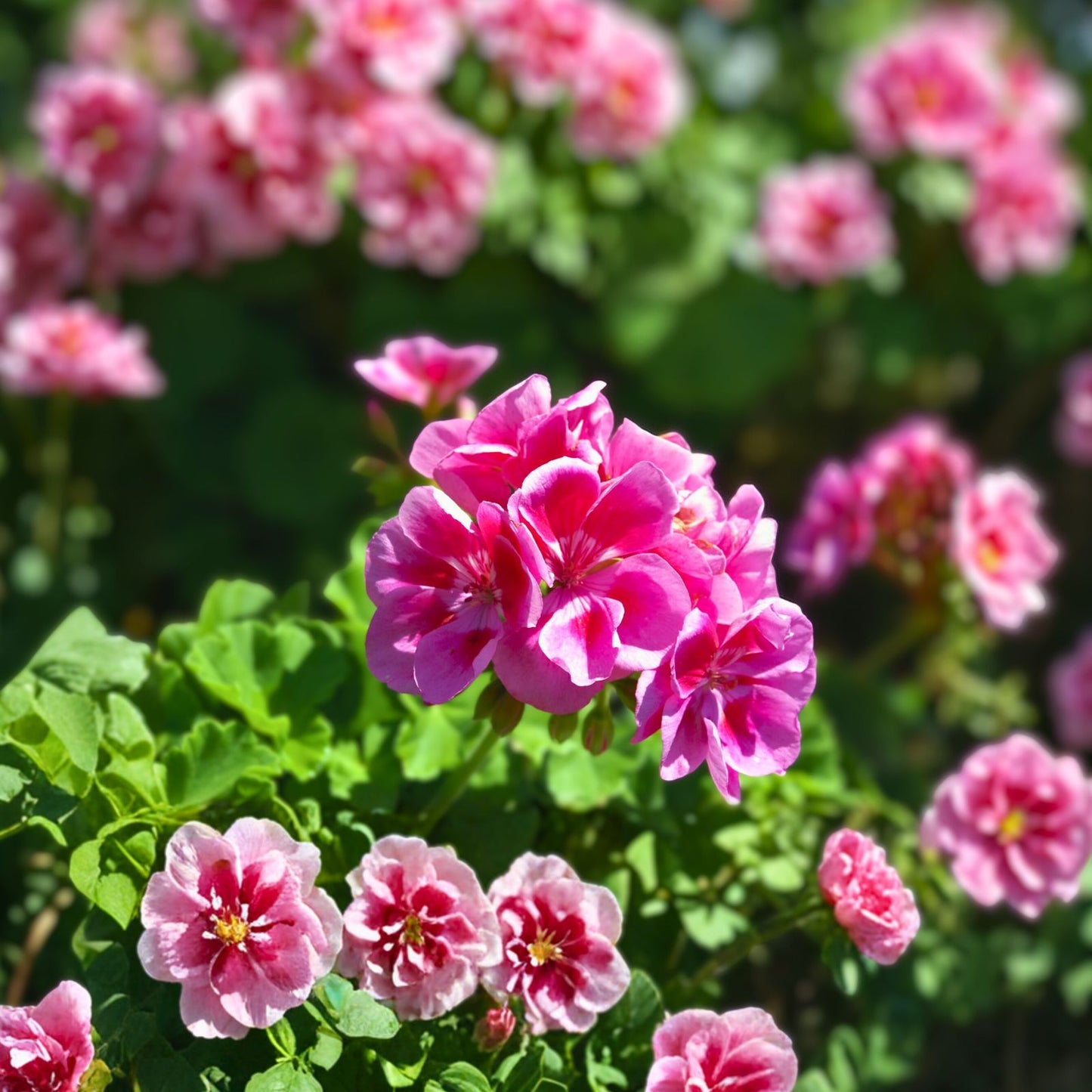Live Geranium Plants - 8 Inch Perennials - Assorted Varieties - Pelargonium spp.