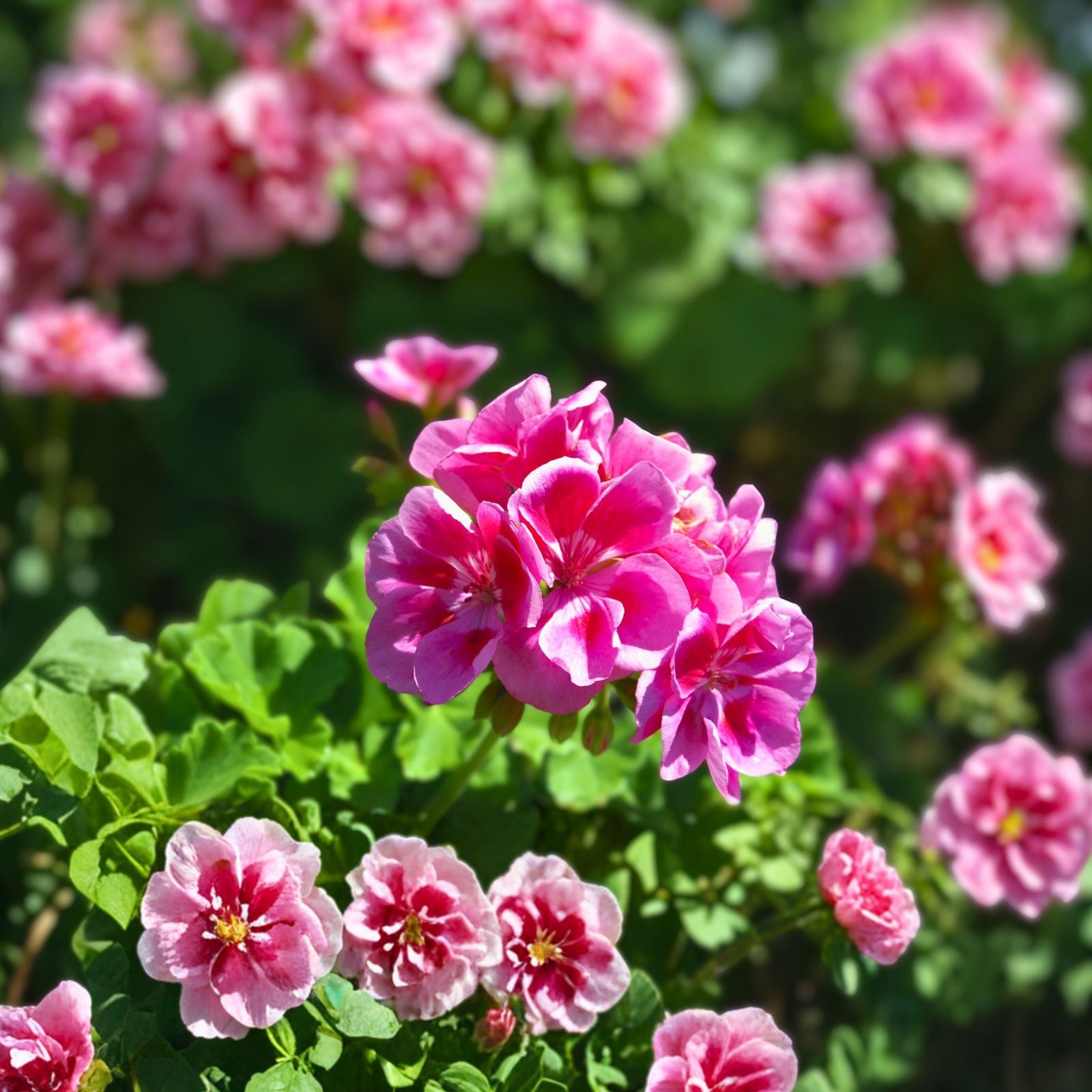 Live Geranium Plants - 8 Inch Perennials - Assorted Varieties - Pelargonium spp.