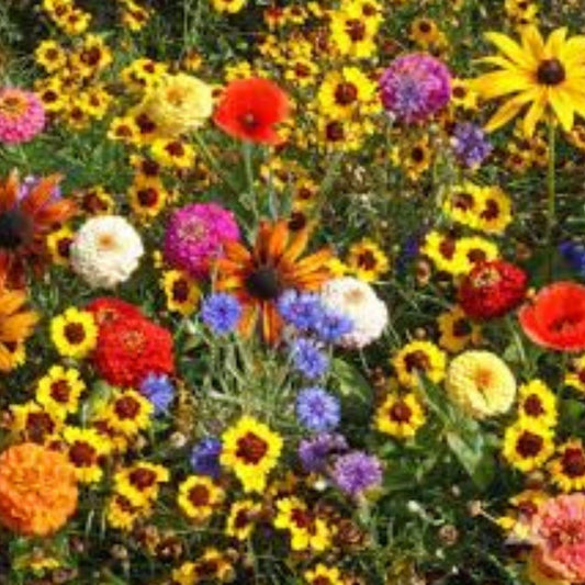 Everlasting Wildflower Seed Pack 100 Organic Non-GMO Seeds USA Grown Wildflowers