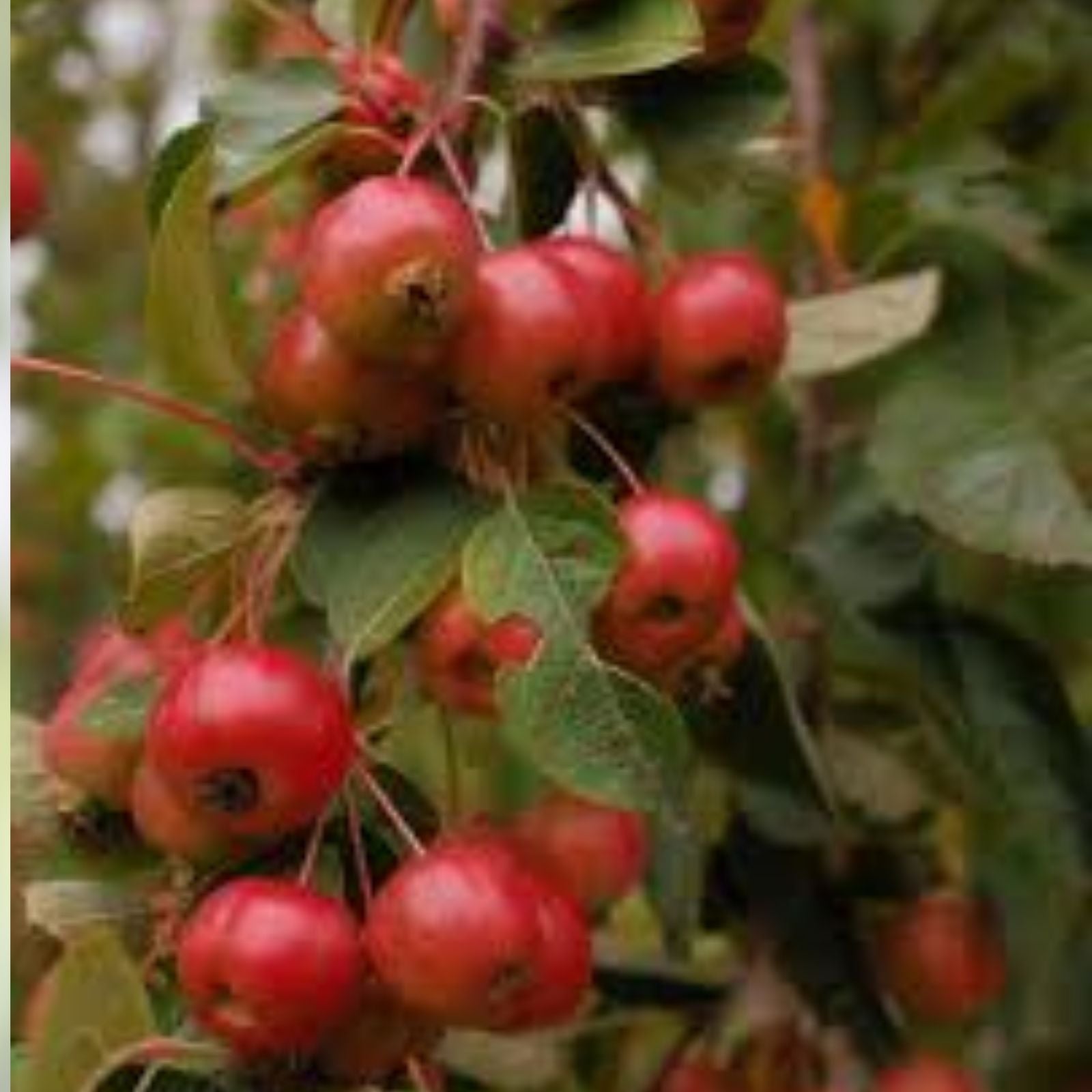 European Crab Apple Seeds 30 Pack - Malus Sylvestris Organic Heirloom Tree Seeds for Planting