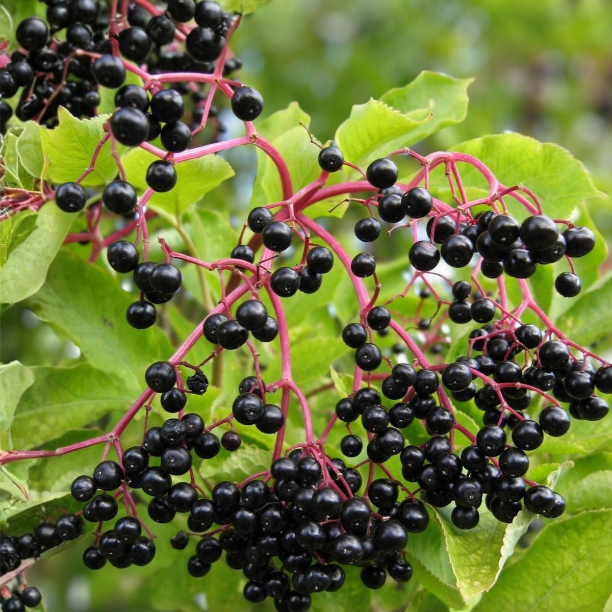 Sable Elderberry Seeds Non-GMO 175 or 450 Count Sambucus nigra Berry Seeds Healthy Fruit Planting