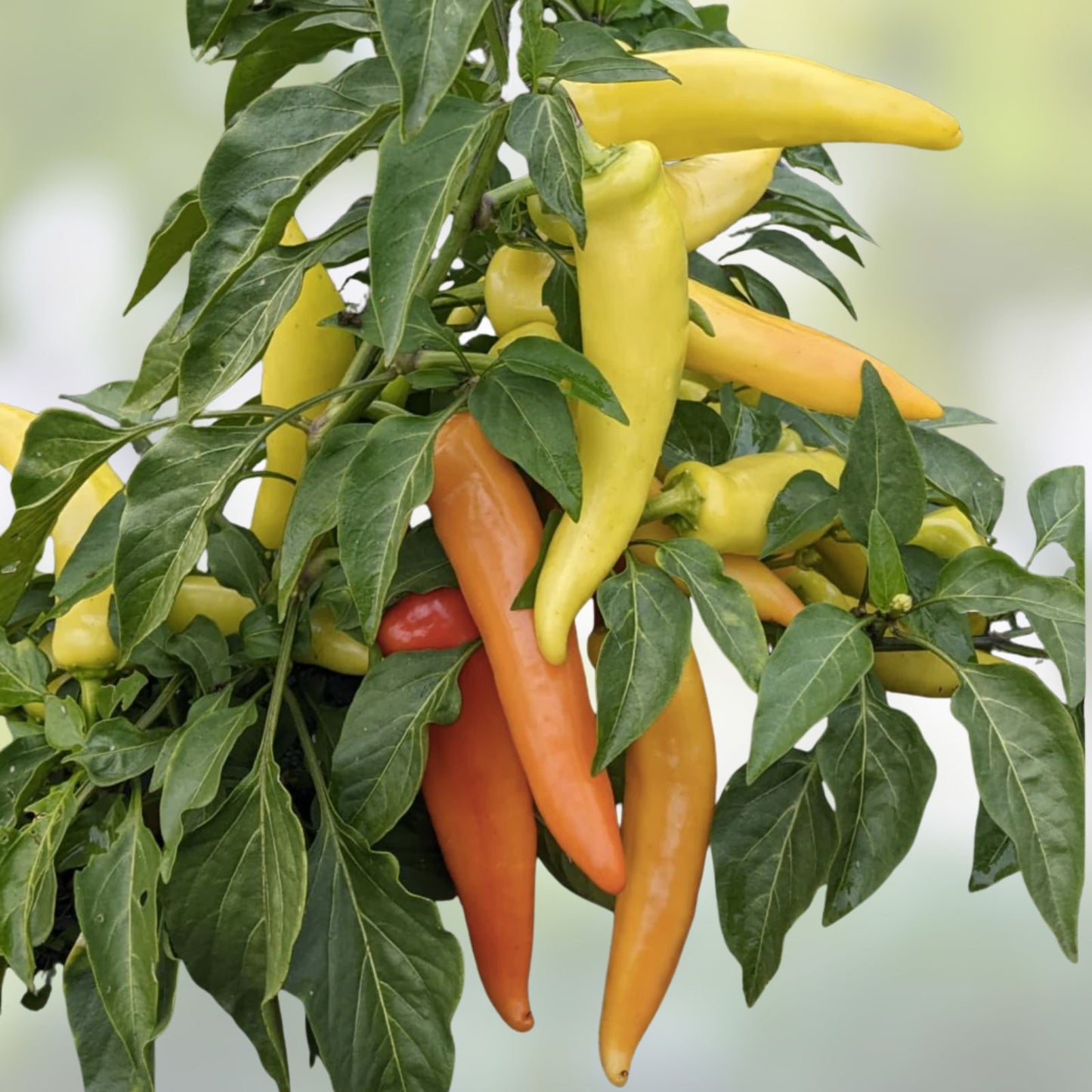 Hungarian Hot Wax Pepper Seeds 30 Pack – Capsicum annuum Spicy Vegetable Seeds for Home Garden, Starter Plants, Live or Bare Root