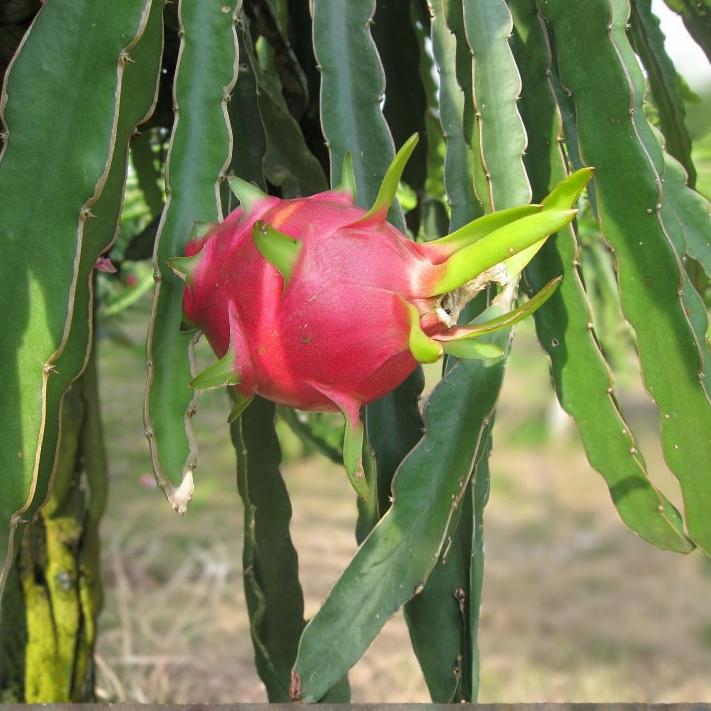 Dragon Fruit Cuttings 10 Pack – 15-26 Inches – Hylocereus Undatus – Fresh Fruit Plant Cuttings for Home Gardening