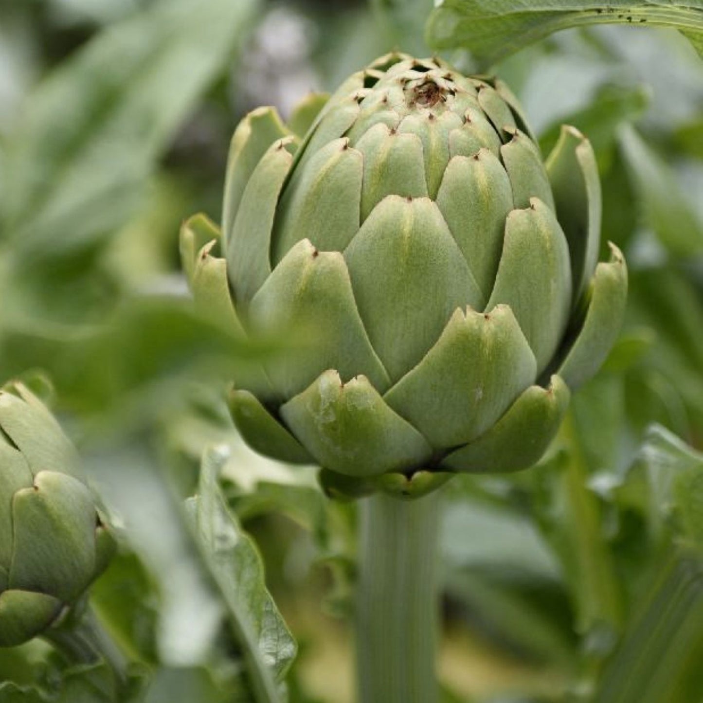 Exotic Globe Artichoke Seeds 100+ | Rare Garden Vegetable Cynara scolymus | Edible Buds Planting Seeds