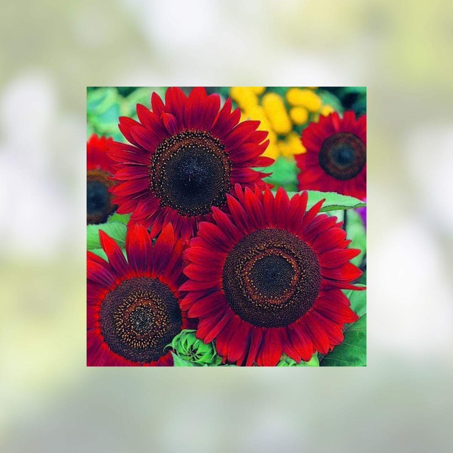 500 Peredovik Sunflower Seeds for Planting, Bird Attracting, Helianthus annuus, Non-GMO, Garden, Wild Bird Food