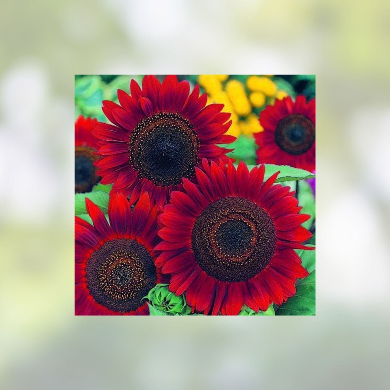 500 Peredovik Sunflower Seeds for Planting, Bird Attracting, Helianthus annuus, Non-GMO, Garden, Wild Bird Food
