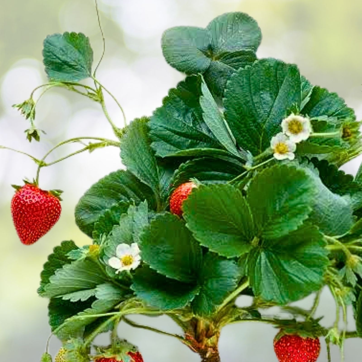 Summer Bearing Strawberry Plants - Pack of 10 Bare Root - Marys Peak - Fragaria × ananassa