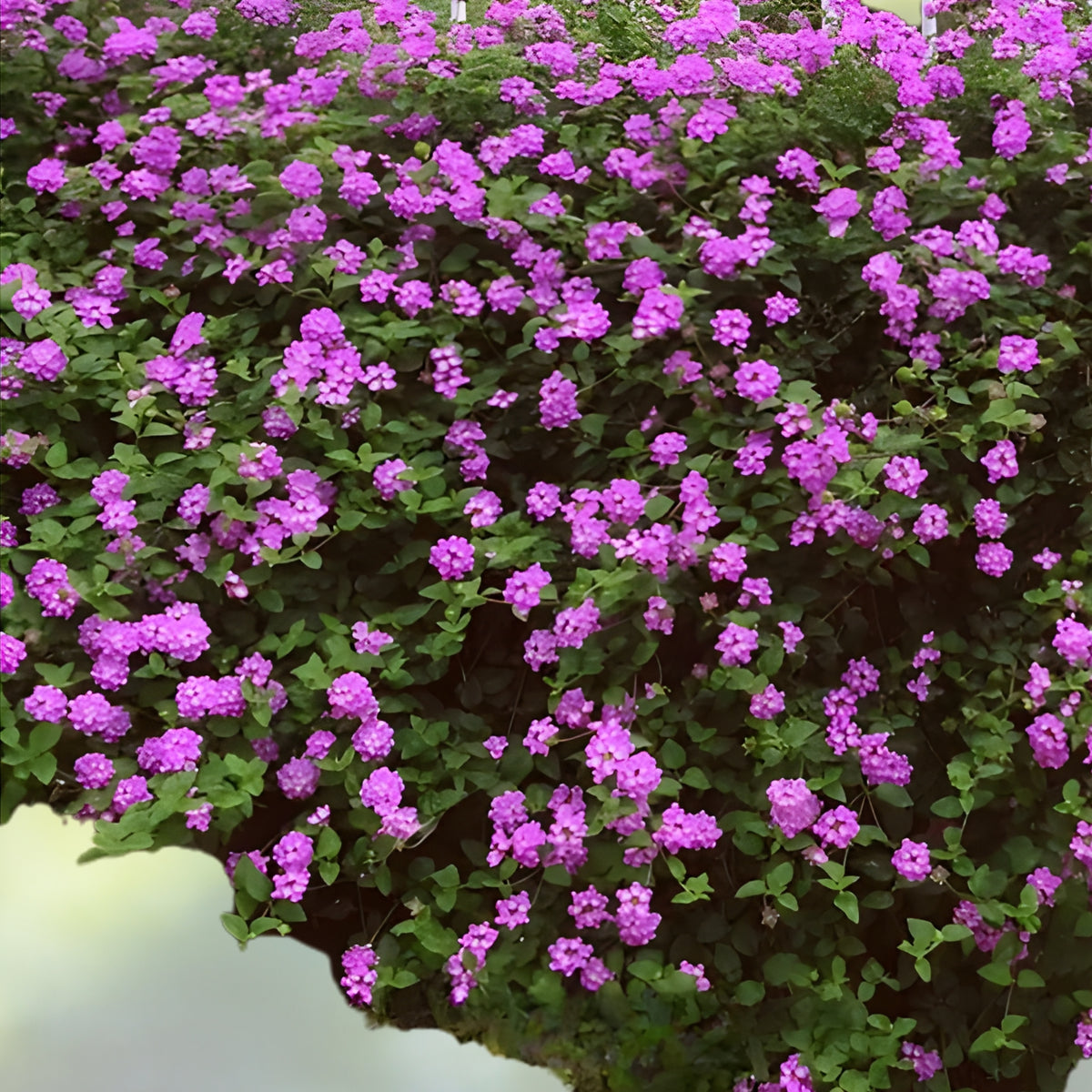 Purple Lantana Plant 6 in Pot - Colorful Lantana camara, Butterfly-Attracting Ornamental Shrub, Drought-Tolerant