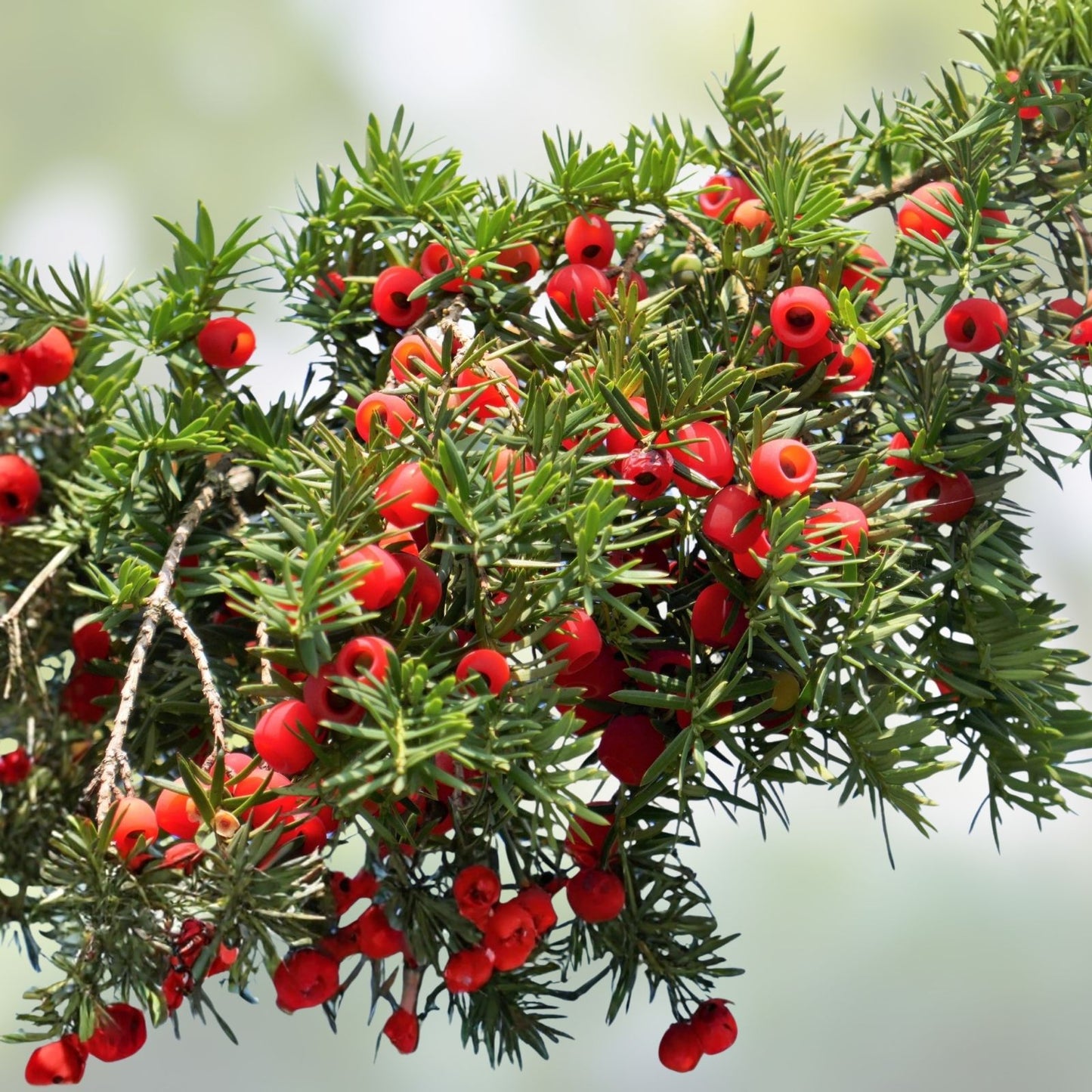 30 English Yew Tree Seeds - Taxus baccata - Evergreen Ornamental Tree with Red Fruit - Hardy Garden Seeds
