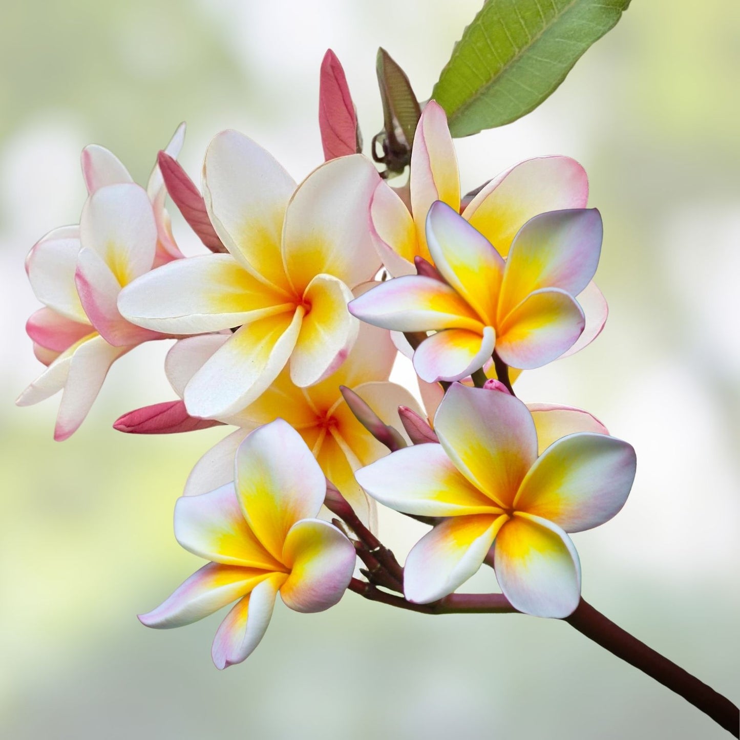 Hawaiian Mellow Plumeria Plants – 10+ White, Yellow, Pink Frangipani – Temple Tree Tropical Garden Favorites