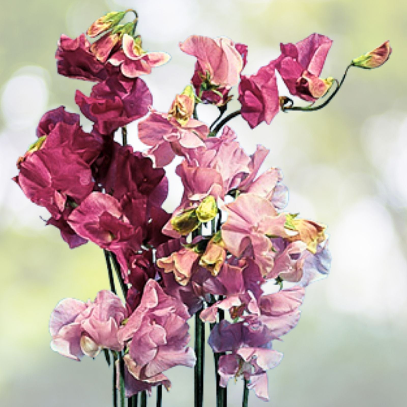 Sweet Pea Seeds | Early Multiflora Mix | NON-GMO Heirloom | Lathyrus odoratus | Fresh Garden Seeds