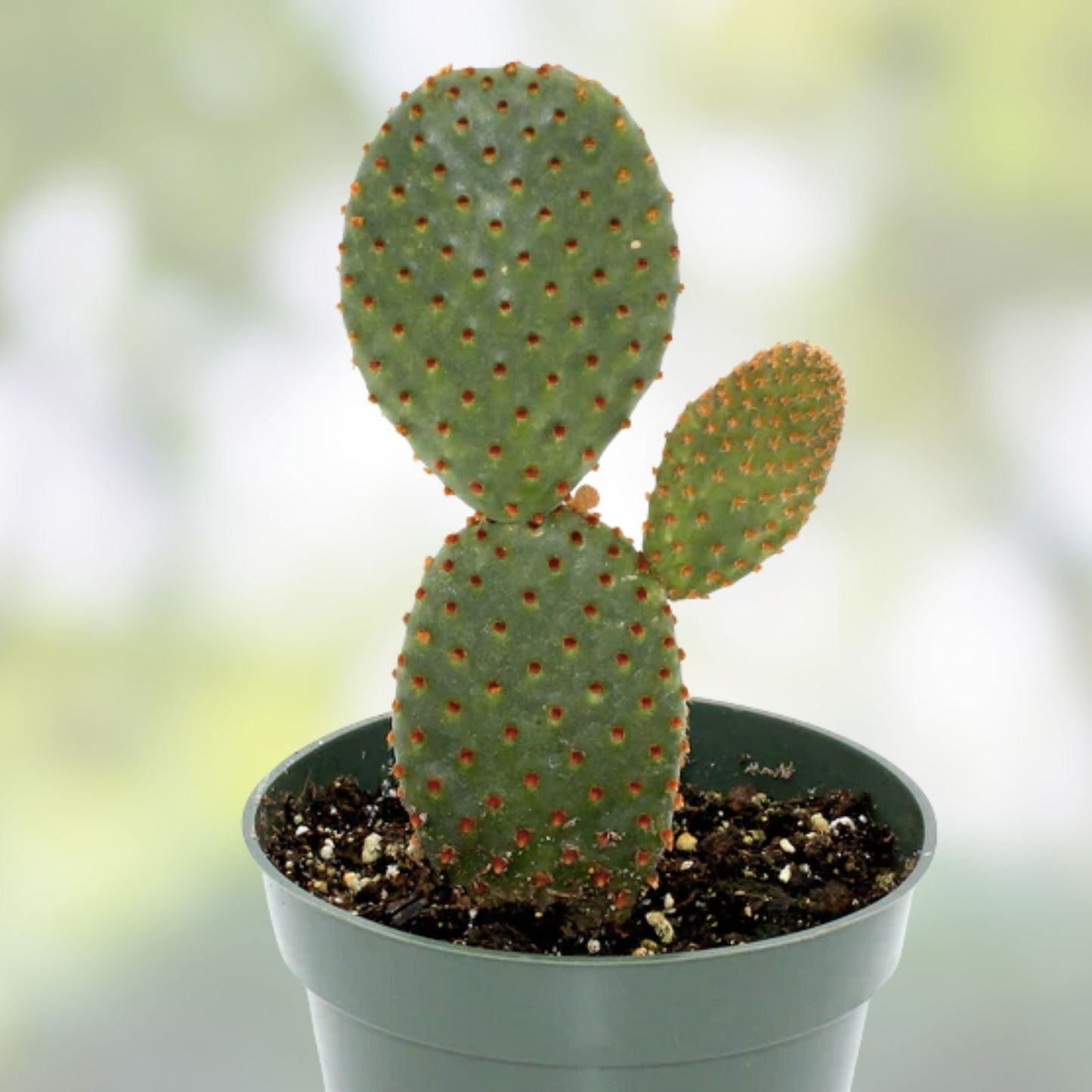 Opuntia Hybrid Cartwheel Prickly Pear Cactus 10" Tall Succulent for Indoor Outdoor Drought Tolerant Garden