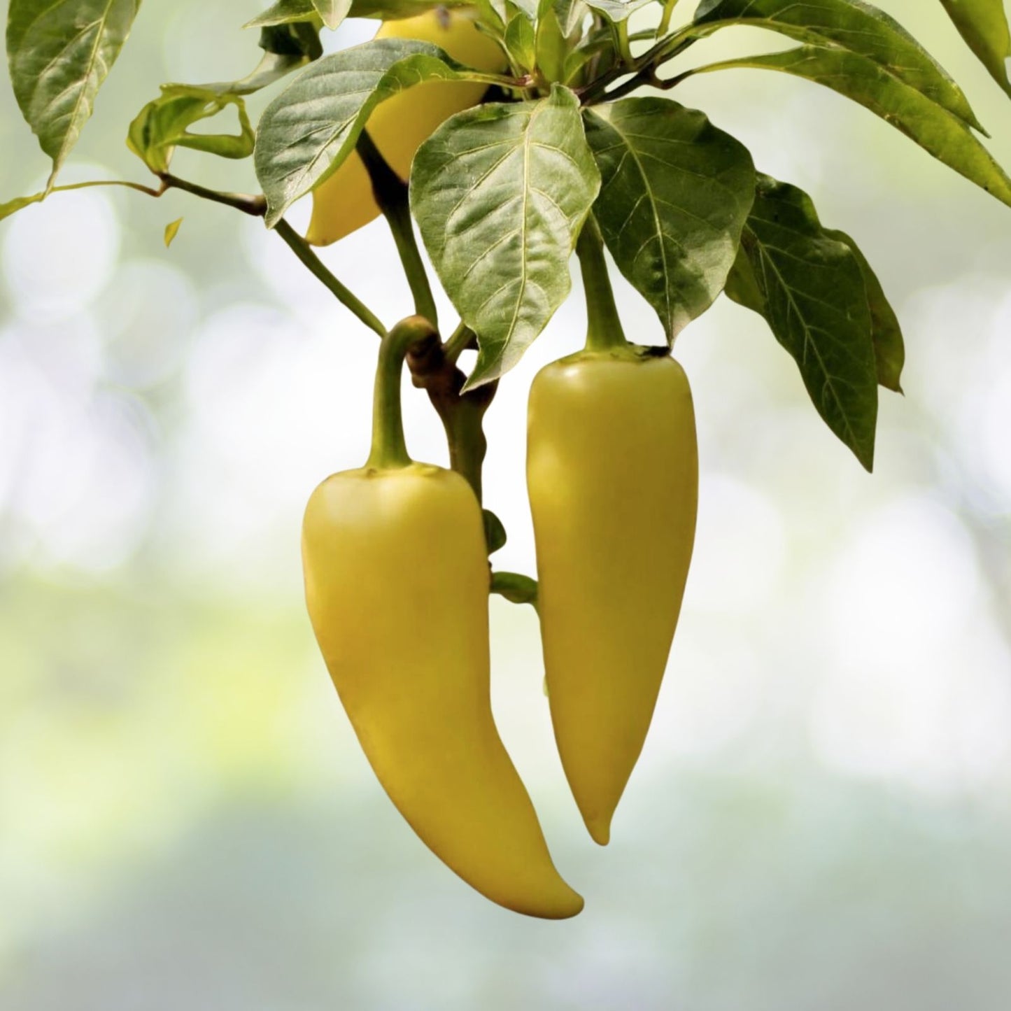 Sweet Banana Pepper Seeds - Heirloom Non-GMO - Fresh Garden Seeds - Capsicum annuum
