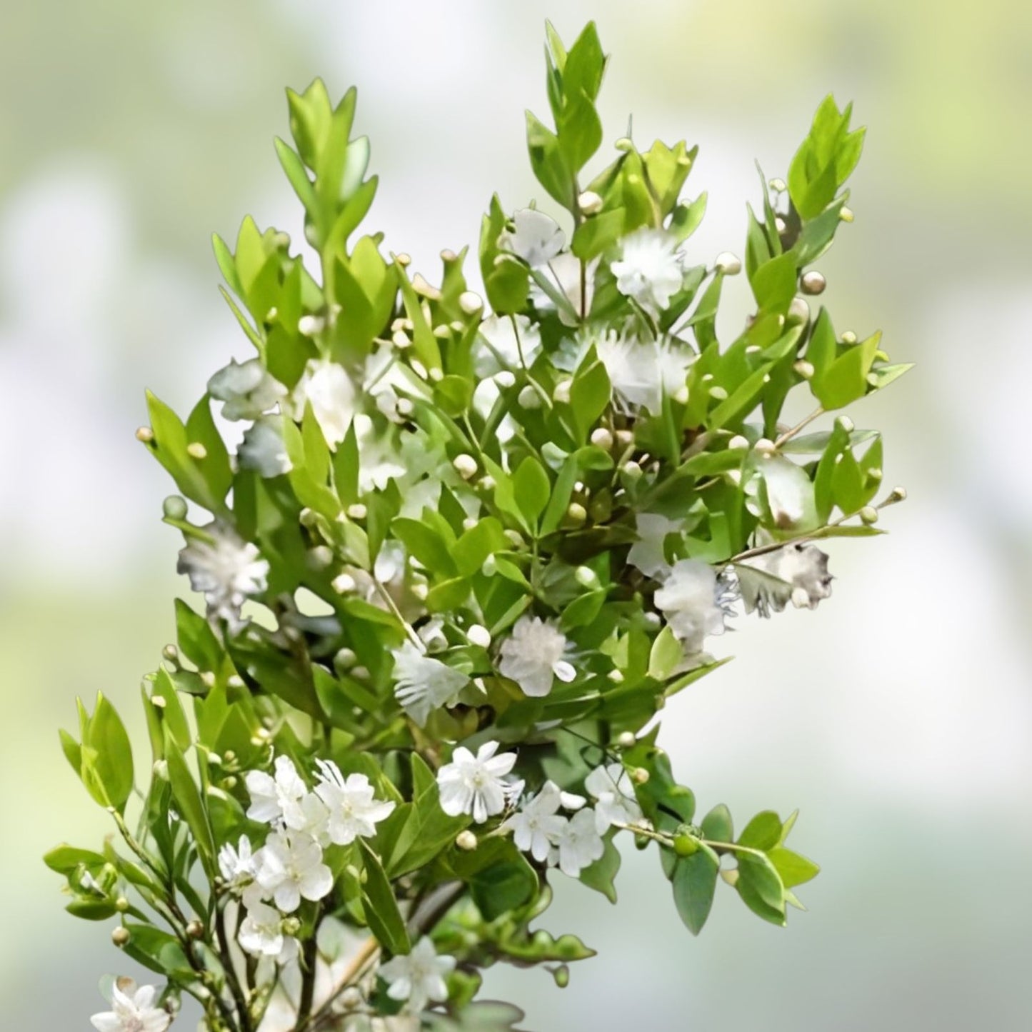 Dwarf Myrtle Hedge Bush Seeds | 20+ Fragrant White Flowers | Myrtus Communis Evergreen Shrubs for Landscaping