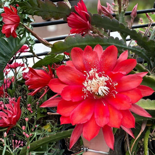 Epiphyllum Cuttings 8-10 inches Ferris Wheel Variety Unrooted Succulent Plant Propagation