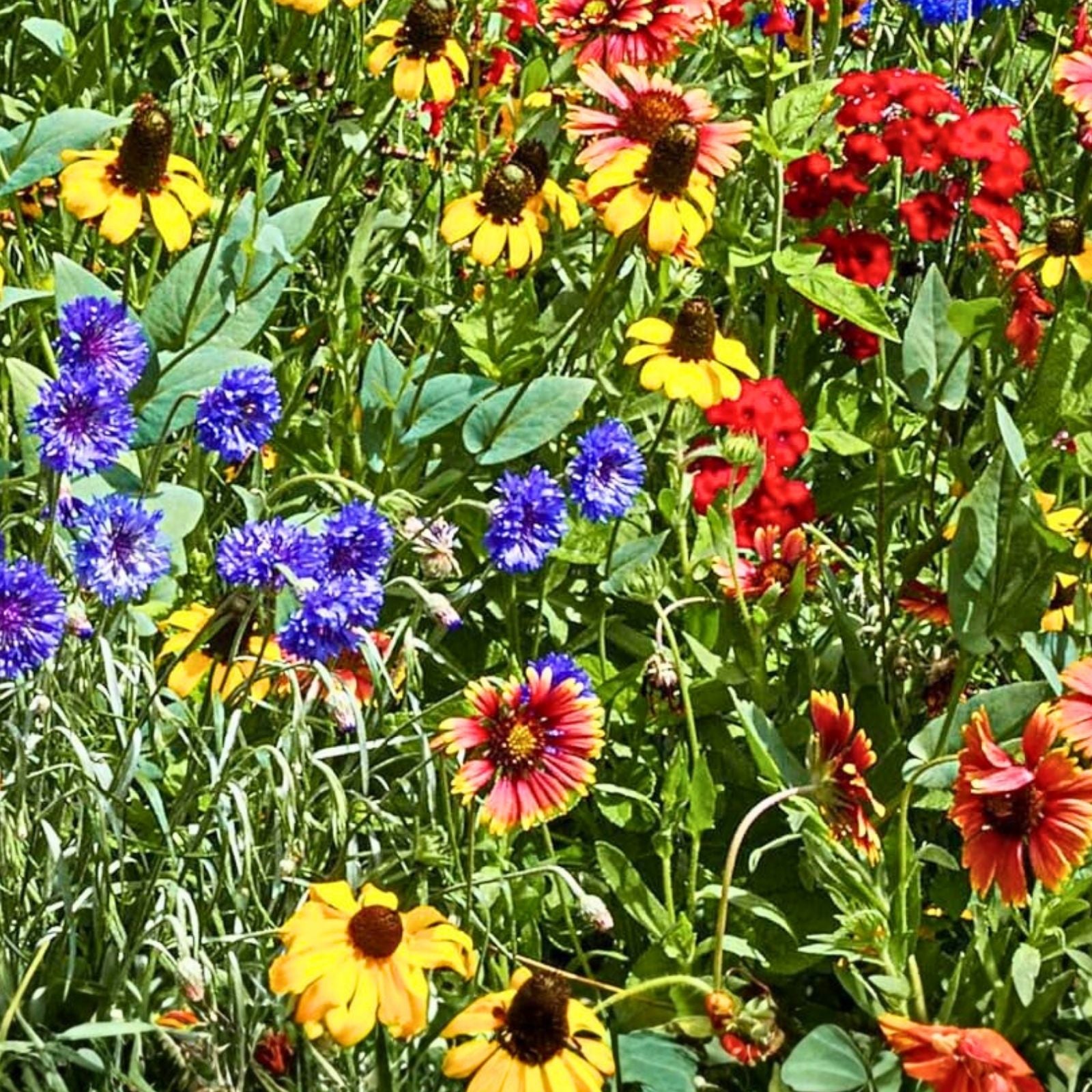 Anemone Flower Bulbs 6 Pack Mixed Colors Semi-Double Petals Anemone coronaria Garden Bulbs