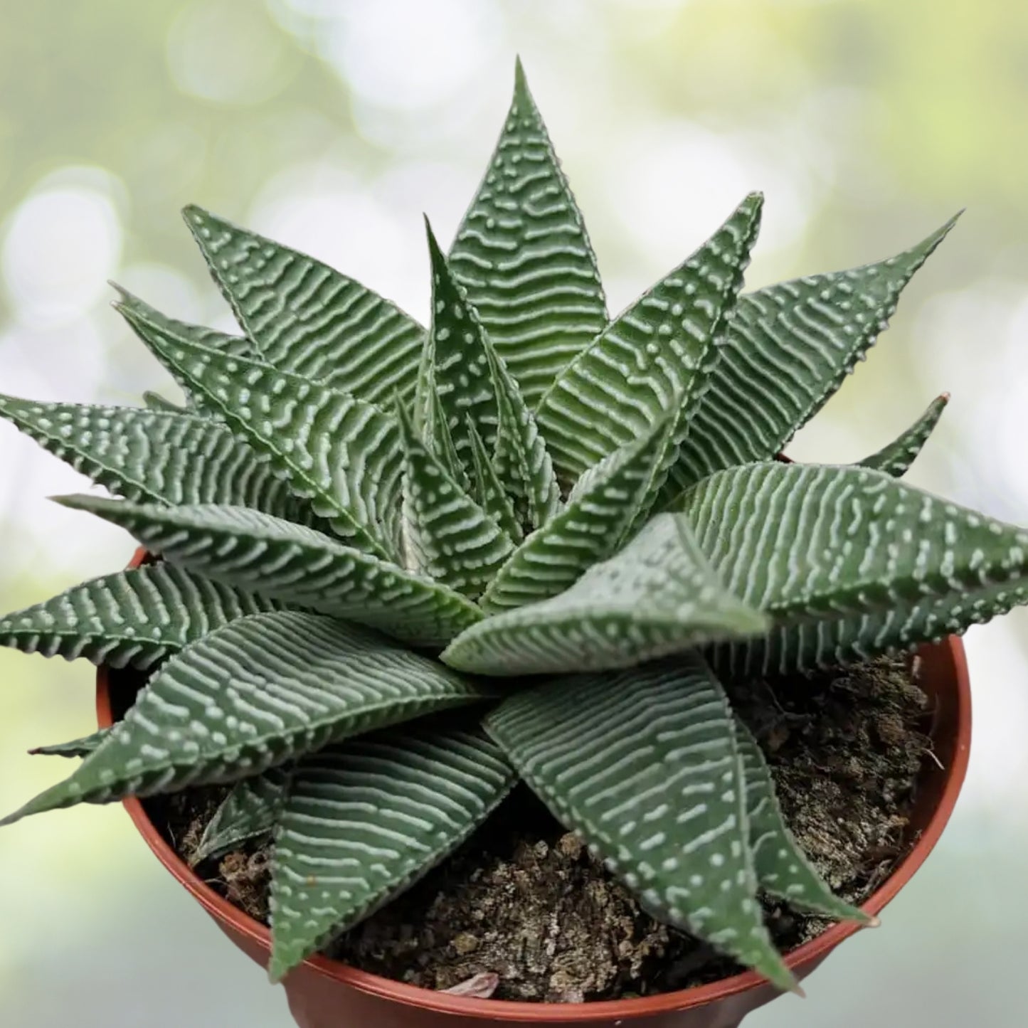 Fairy Washboard Succulent Plant 4" Pot, Drought-Tolerant Indoor Houseplant, Easy Care, Haworthia limifolia