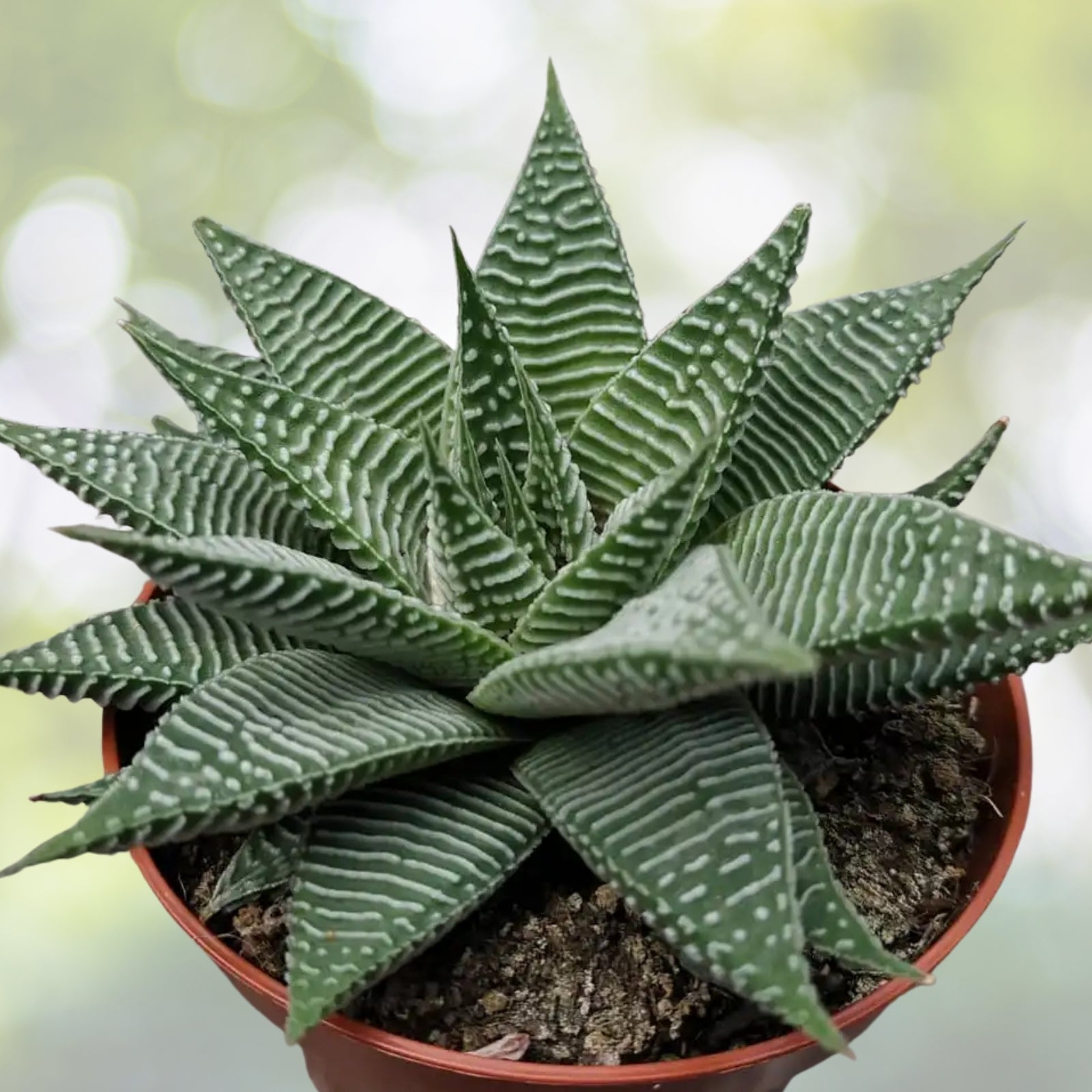 Fairy Washboard Succulent Plant 4" Pot, Drought-Tolerant Indoor Houseplant, Easy Care, Haworthia limifolia