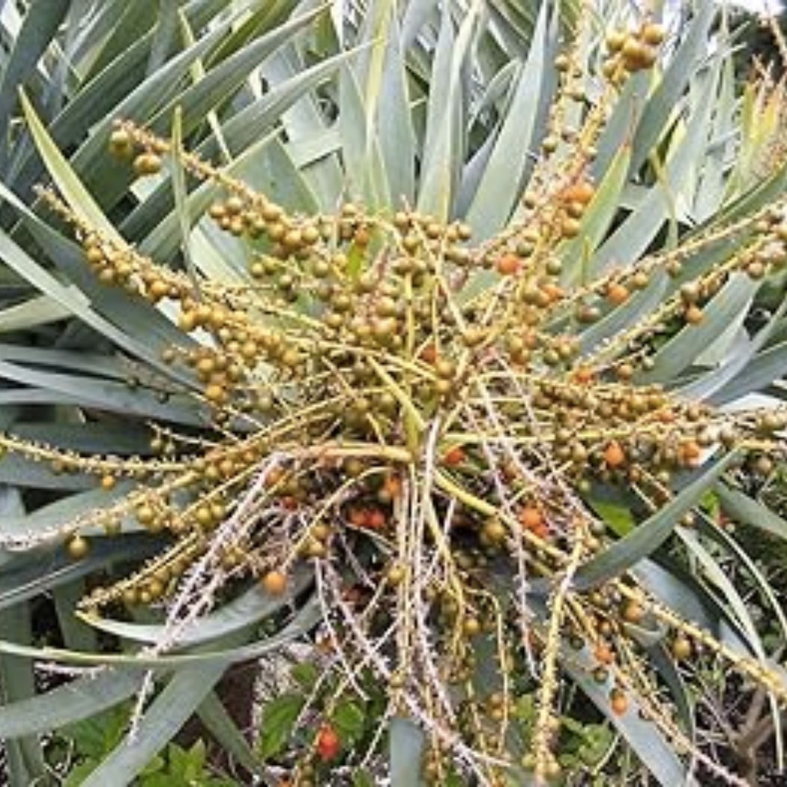 Dragon Blood Tree Seeds – 6 Seeds for Planting – Unique Succulent Tree – Dracaena Draco Botanical Seeds