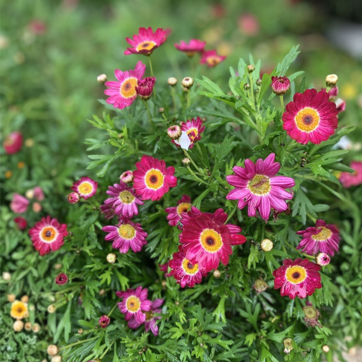 Argyranthemum Grandaisy Red - 3 Perennial Plants in 3" Pot - Red Daisy Flowers for Gardens and Landscapes