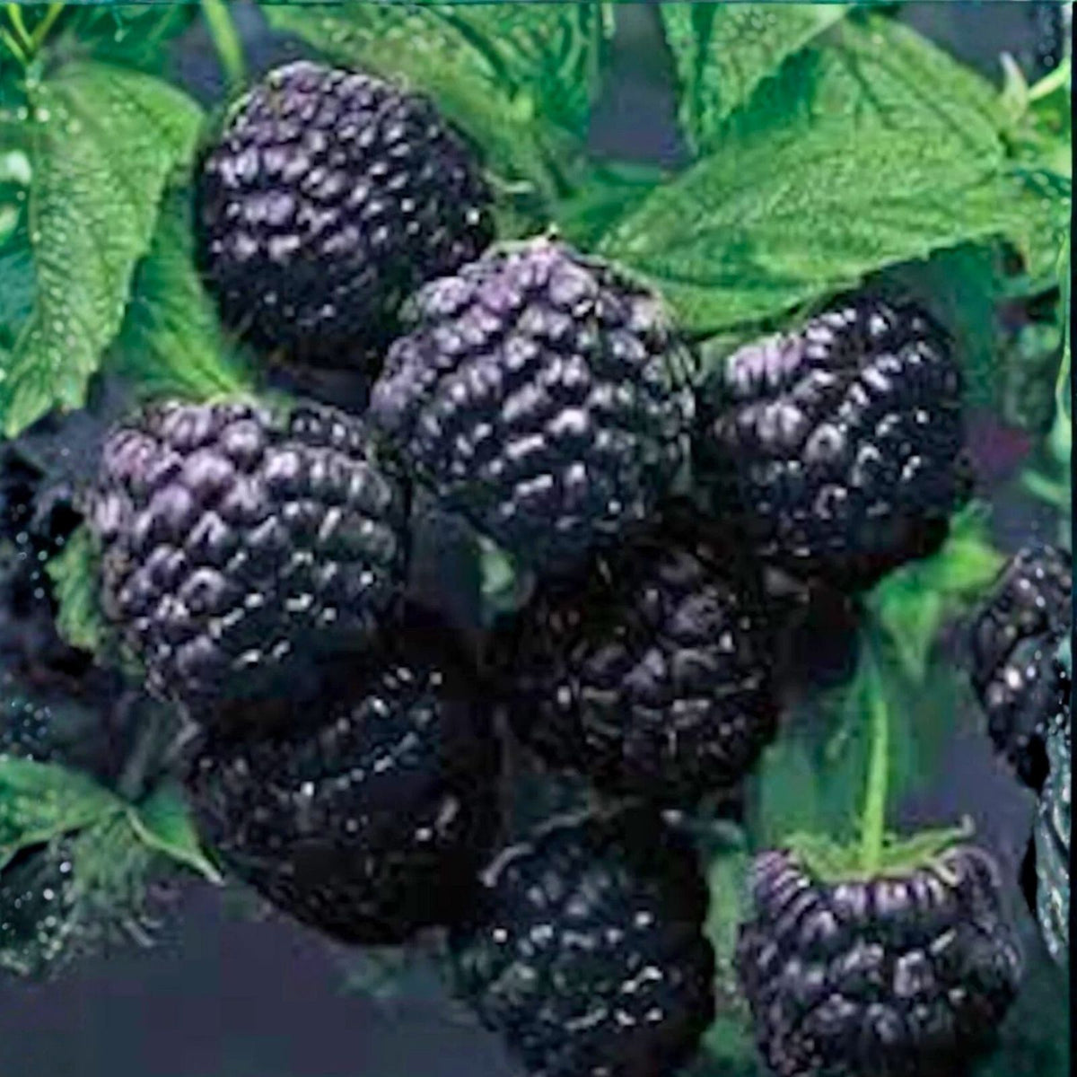 Cumberland Black Raspberry Plants - 1-2 Year Old - Rubus occidentalis - Disease Resistant - Hardy - Dark Purple Black Berries - 5 Pack