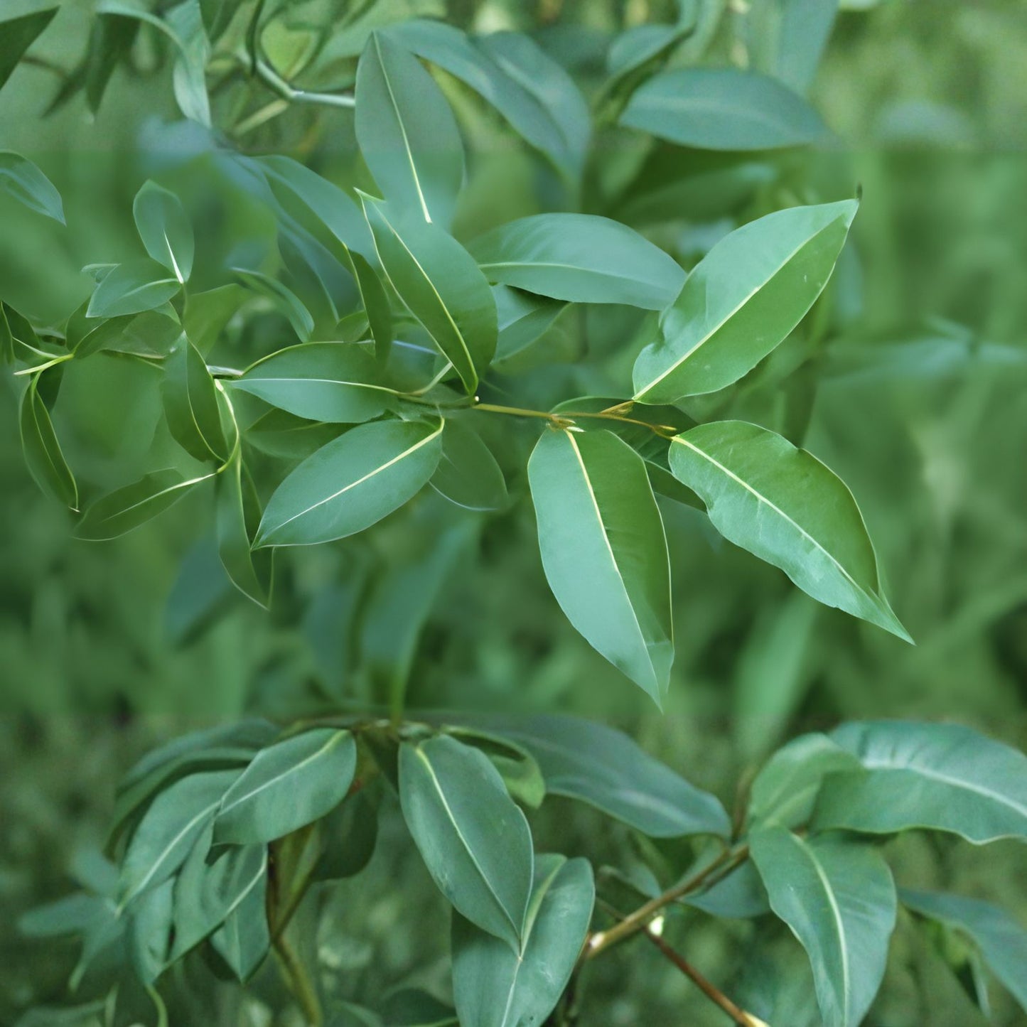 Bay Leaf Willow Cuttings 4 Pack Salix pentandra Live Plant Propagation Material Bare Root Starter Tree