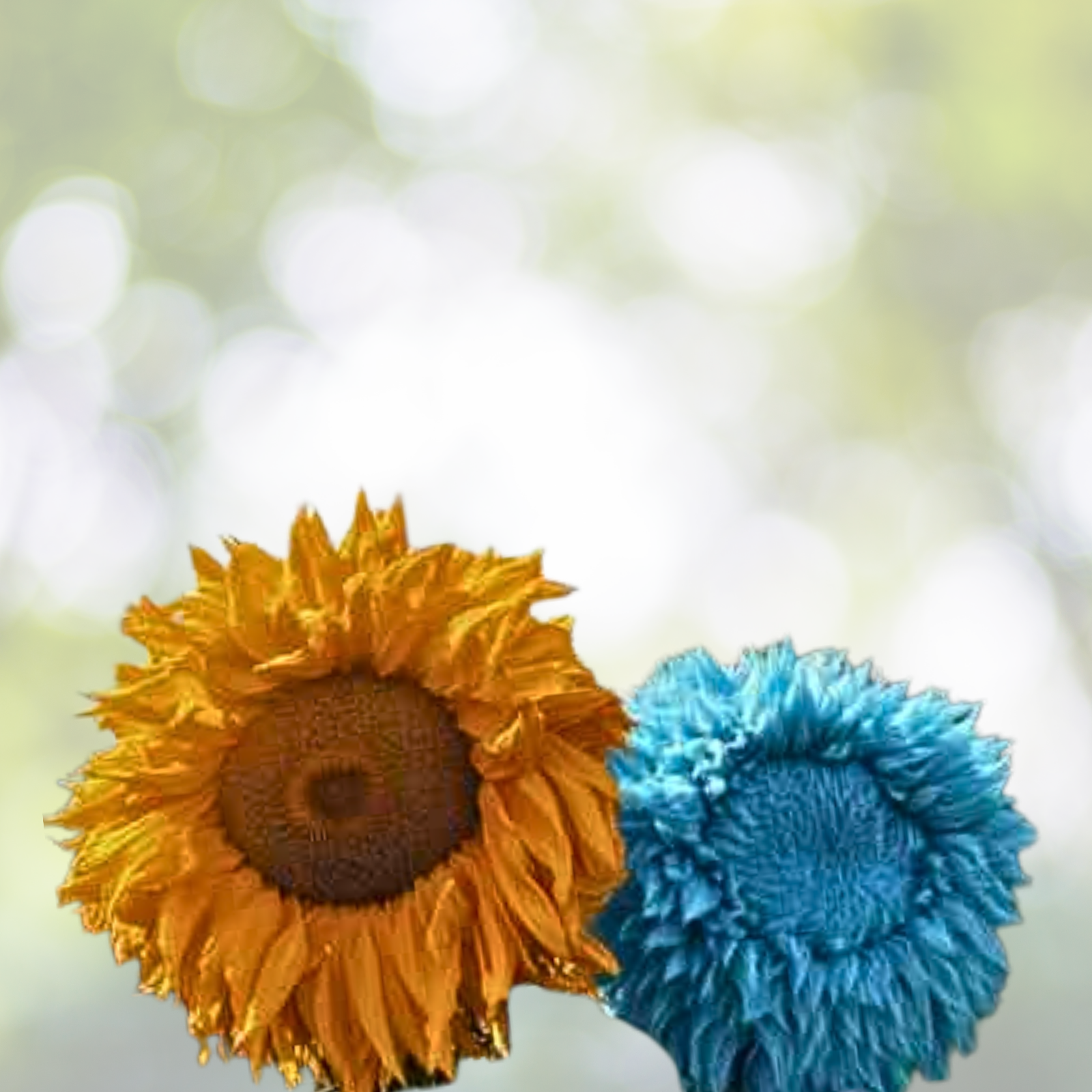 50pcs Giant Teddy Bear Sunflower Seeds, Rare Yellow & Blue Mixed, Helianthus annuus