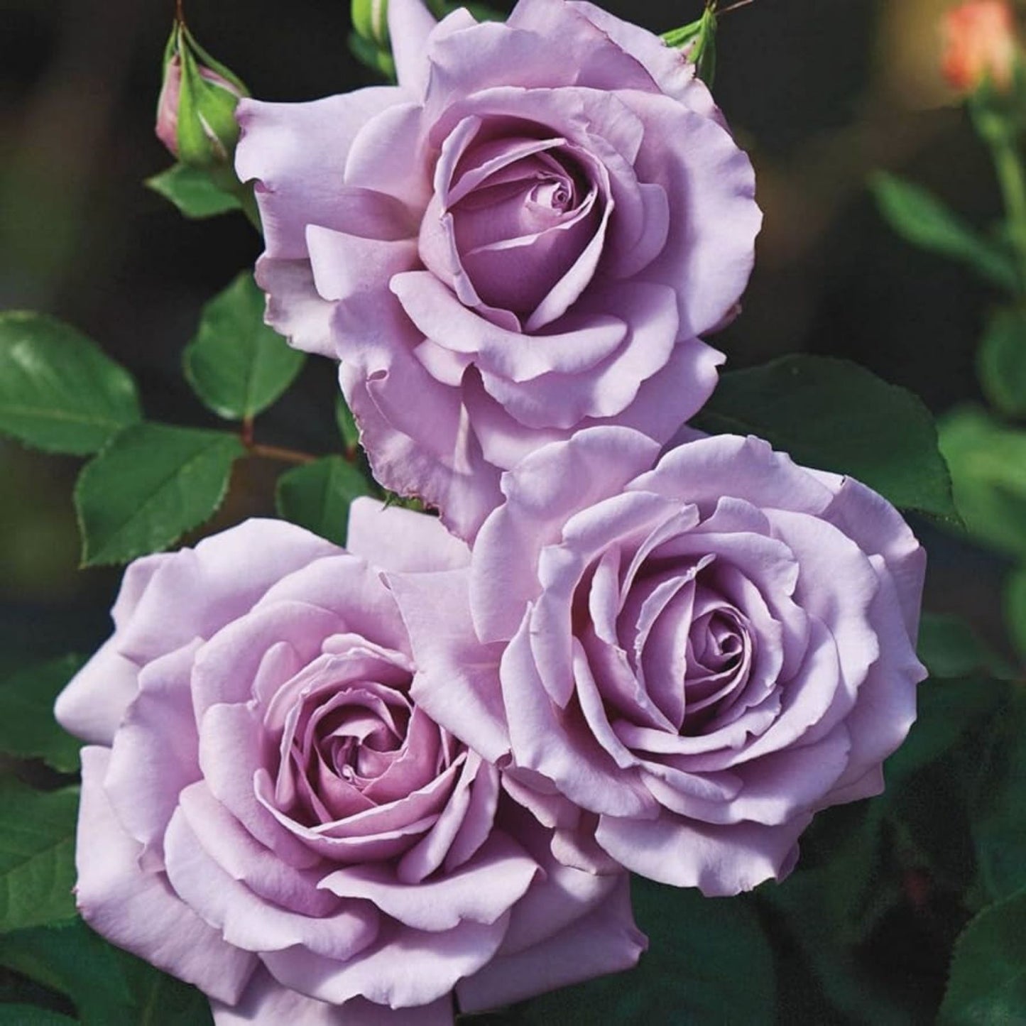 Angel Face Rose Cuttings - 5 Unrooted Stem Cuttings - Hybrid Tea Rose - Rosa 'Angel Face' Flowering Plant