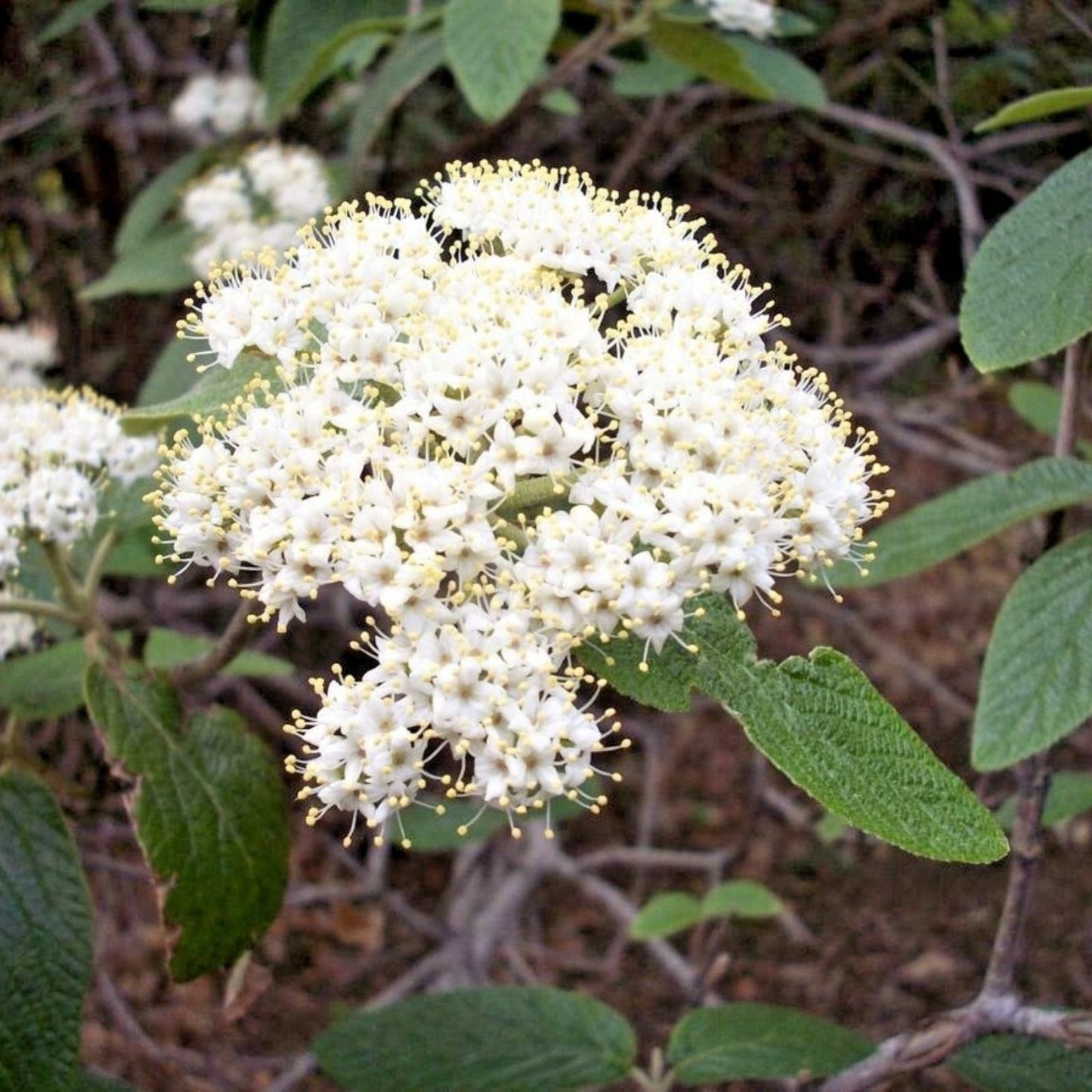 Viburnum Allegheny Cuttings | Hardy Flowering Bush | 6 Pack for Hedge Planting | Viburnum x rhytidophyllum