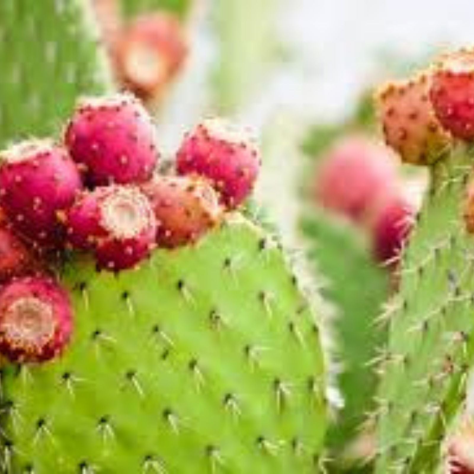 Cold Hardy Cactus Cuttings, Live Opuntia Succulent, Drought-Tolerant Garden Plant, Opuntia ficus-indica