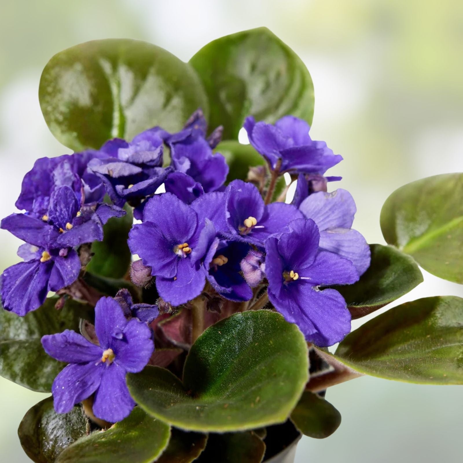 African Violet Leaf - Standard Size - DN-Royal Blue Variety - Saintpaulia ionantha - Indoor Plant Cutting