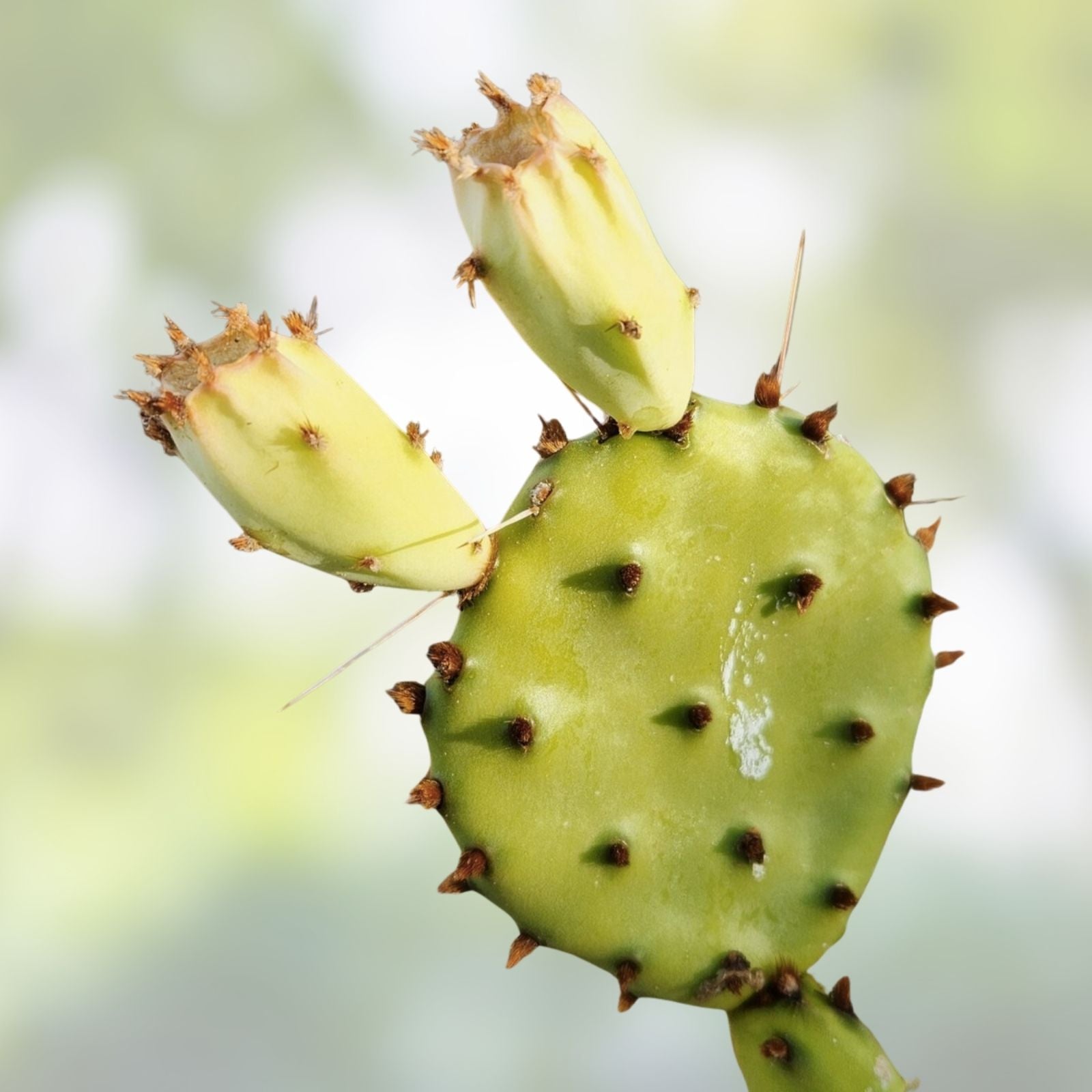 Opuntia Macrocentra Black Spine Prickly Pear Cactus Cutting Pad - Live Succulent Plant, Garden Decor, 1 Piece