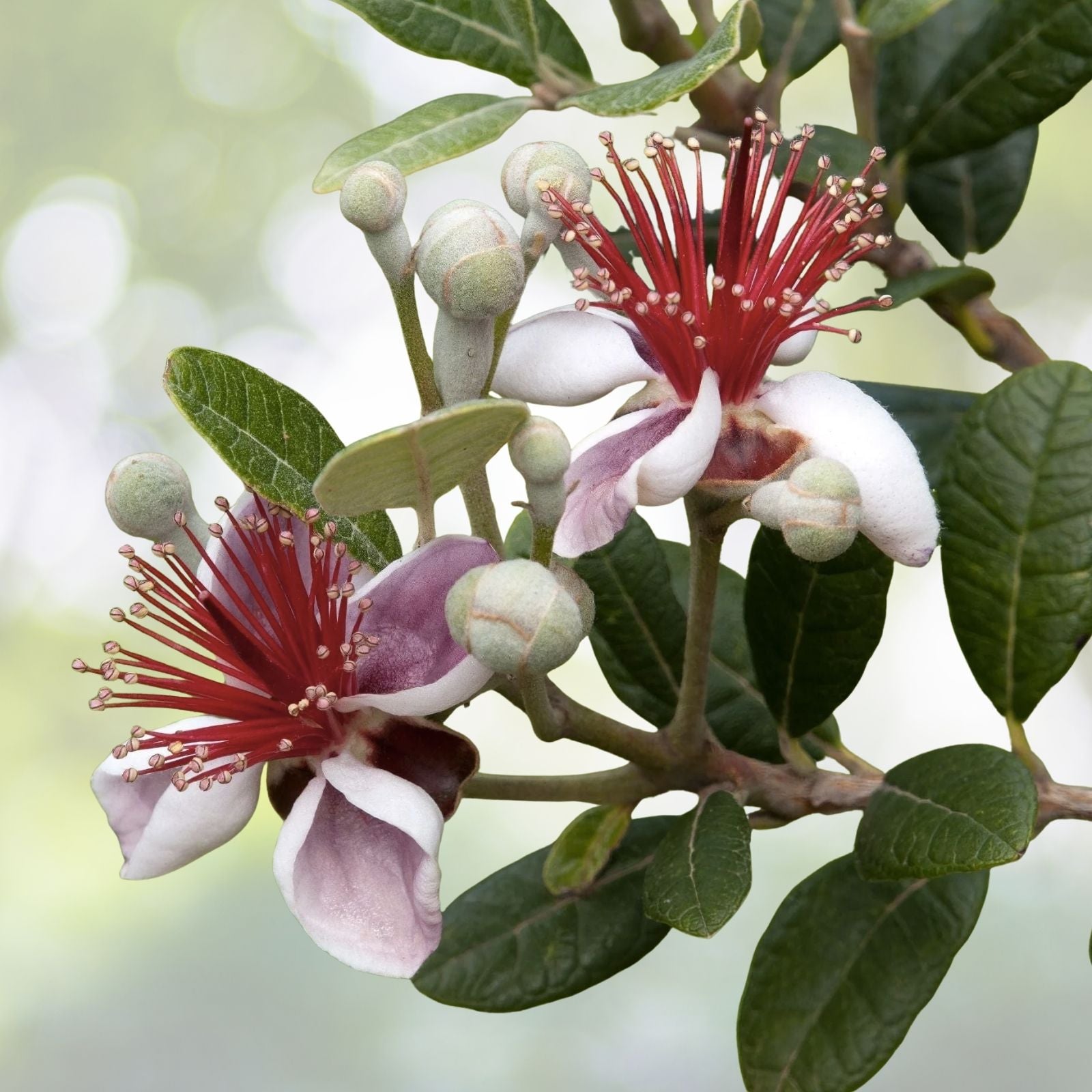 Dwarf Pineapple Guava Tree Seeds - 10+ Seeds, Feijoa sellowiana, Easy to Grow, Fruit-Bearing Variety, Free U.S. Shipping