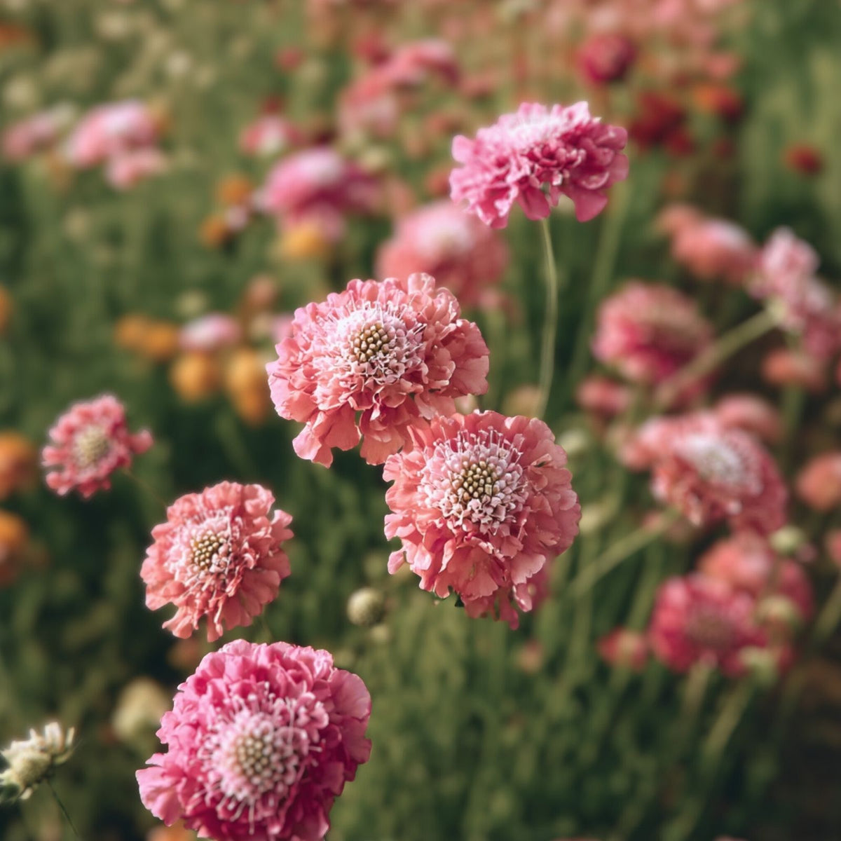 Scabiosa Seeds 75+ Salmon Queen Annual Flower Seeds, Pink Blooms, Scabiosa columbaria