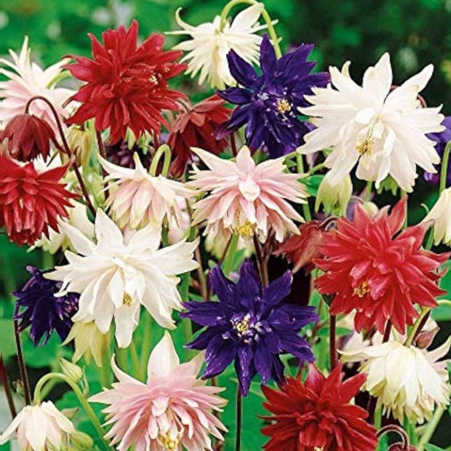 Columbine Seeds 100 Count Multicolor Non-GMO Aquilegia caerulea for Planting, Perennial Flower Seeds, Garden, Wildflower