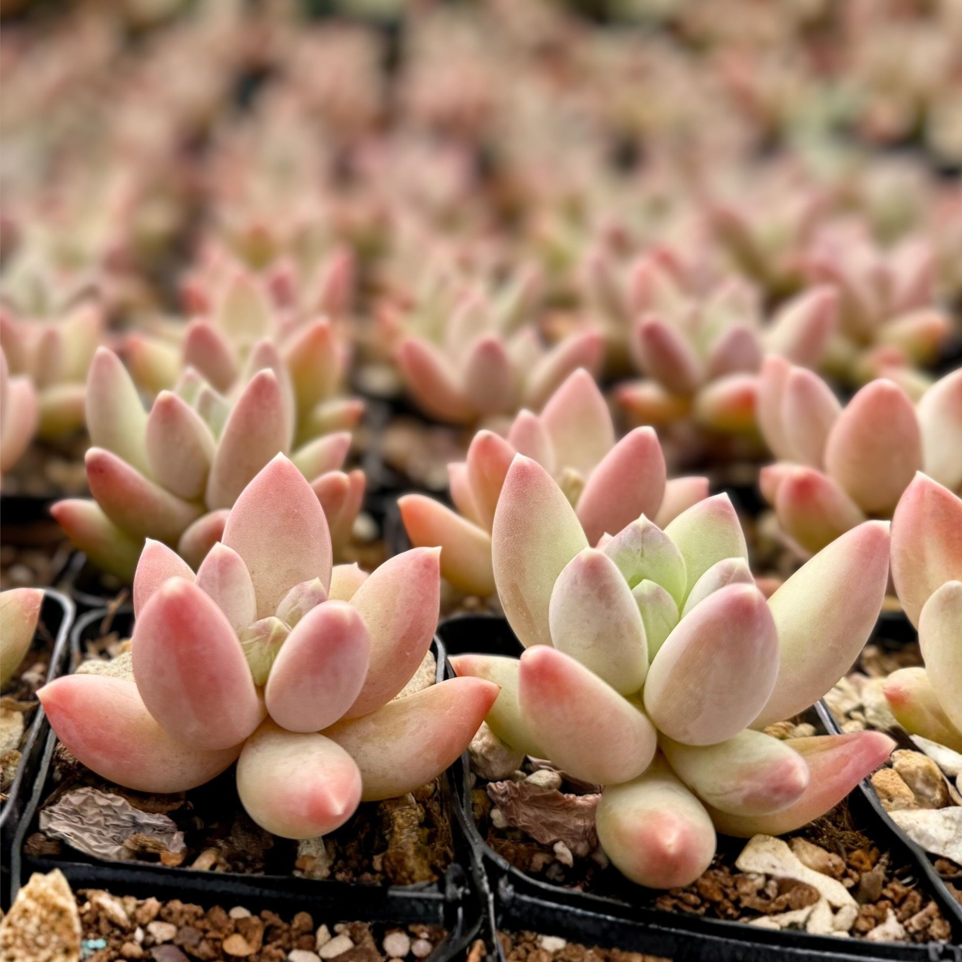 Pink Succulent Plant in 2" Pot | Pachyphytum Compactum 'Rose' | Little Jewel | Compact Gemstone-Like Leaves