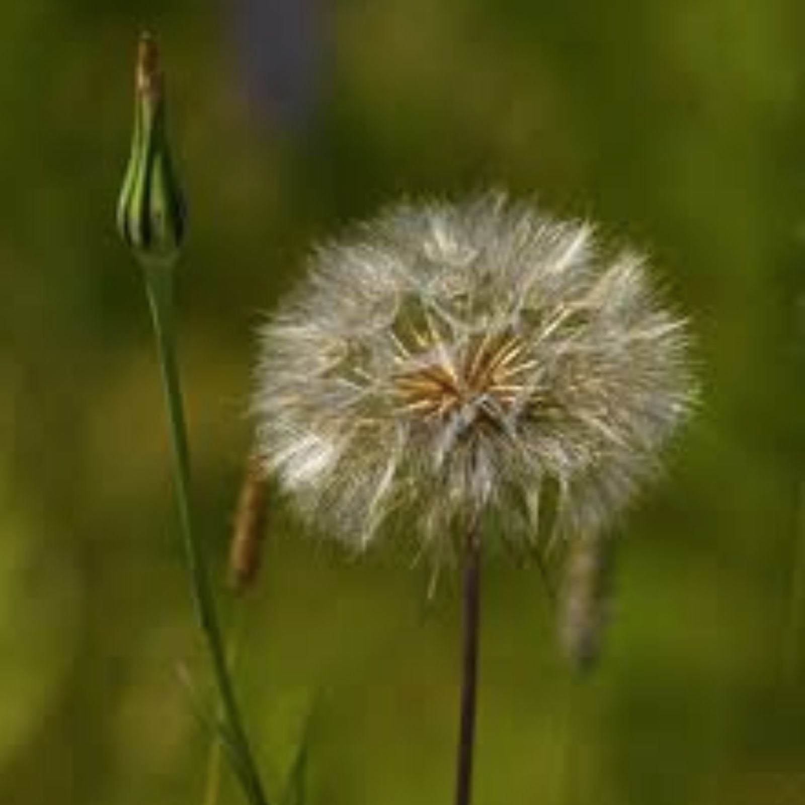 Salsify Seeds 100 Non-GMO White Goatsbeard Tragopogon porrifolius for Root Vegetable Gardening