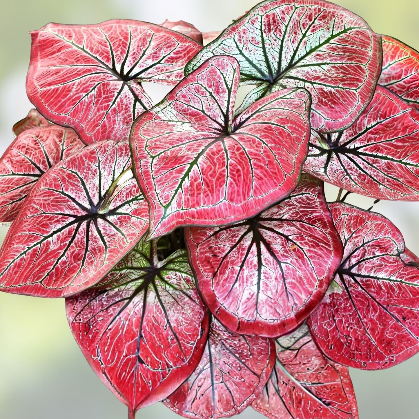 Scarlet O'Hara Caladium Bulbs 6 Pack - Colorful Perennial Planting Material - Caladium bicolor