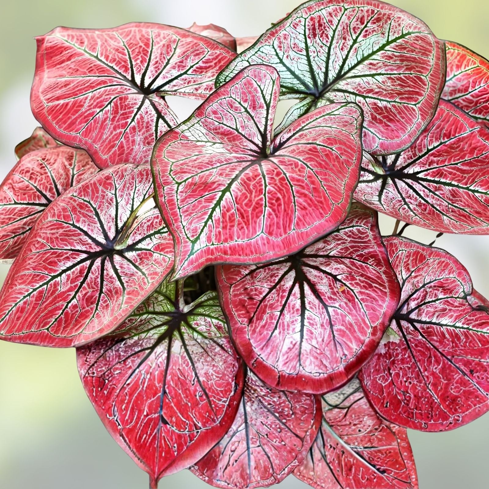 Scarlet O'Hara Caladium Bulbs 6 Pack - Colorful Perennial Planting Material - Caladium bicolor