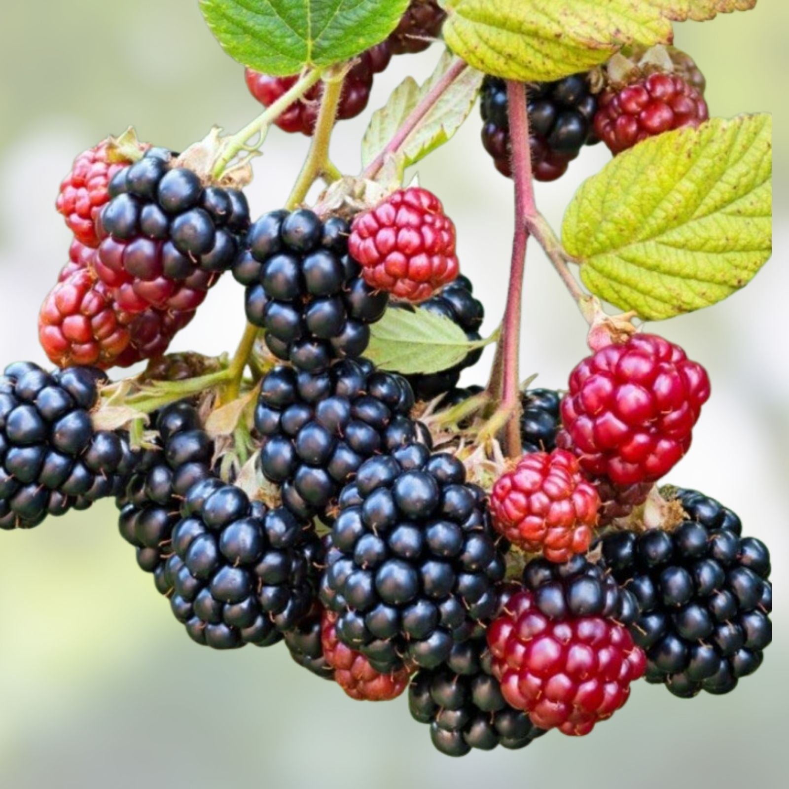 Wild Blackberry Cuttings 15 Unrooted Edible Plants for Wildlife Pollinators Rubus fruticosus
